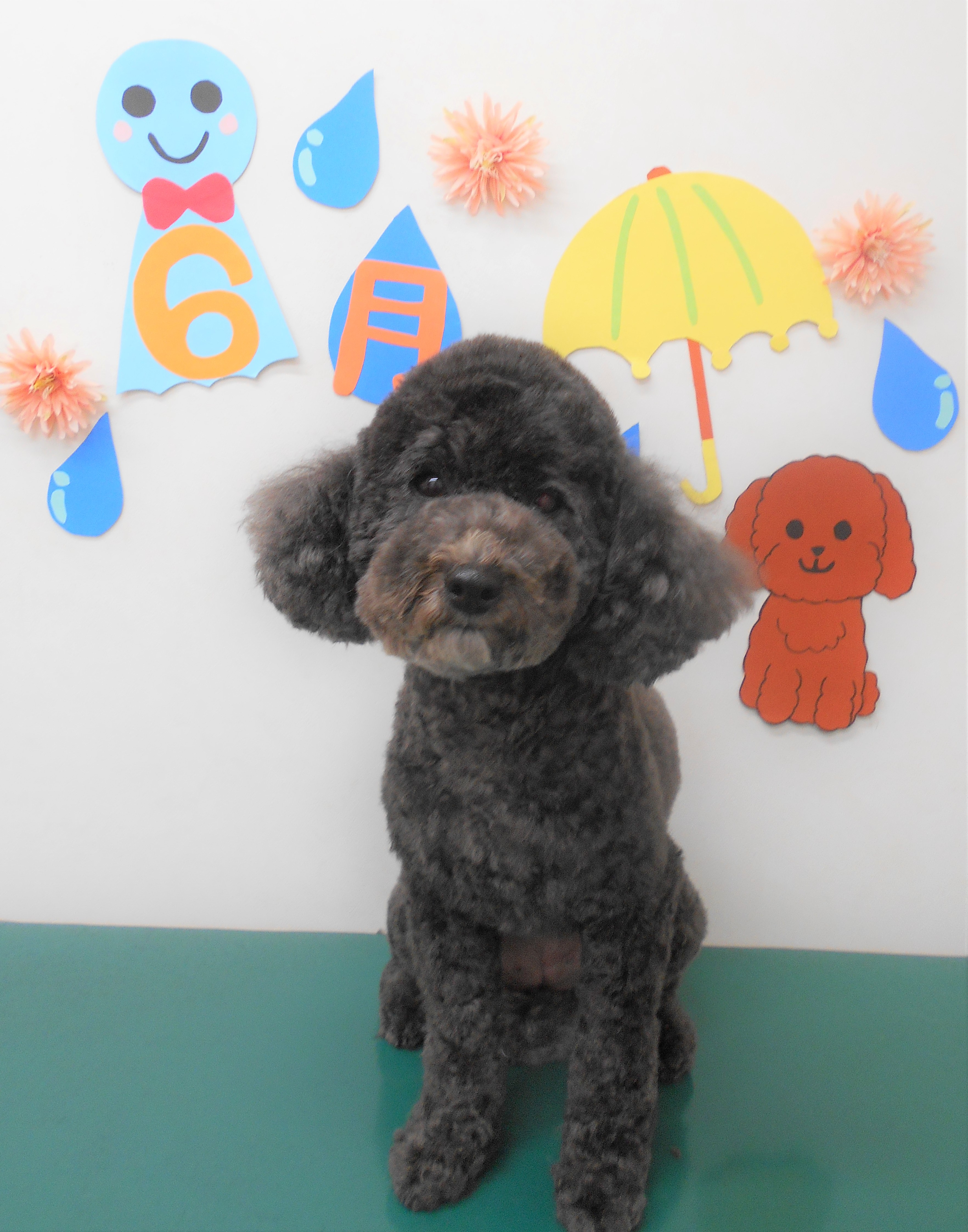 トリミングサロン シュシュどうぶつ病院からのお知らせ 2019-06-15
