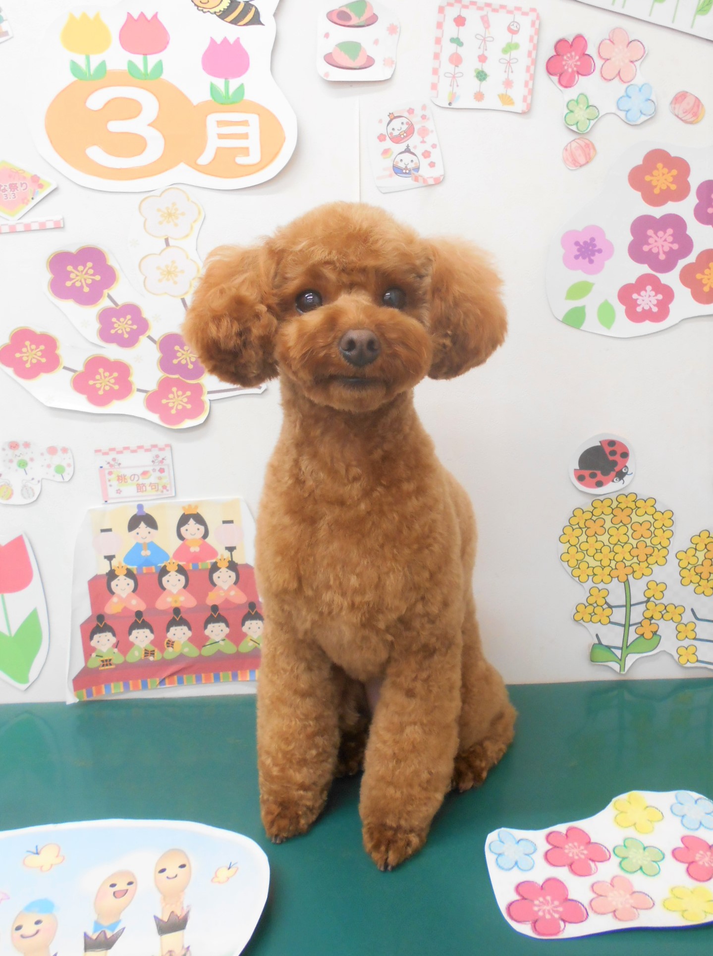 トリミングサロン シュシュどうぶつ病院からのお知らせ 2022-03-13