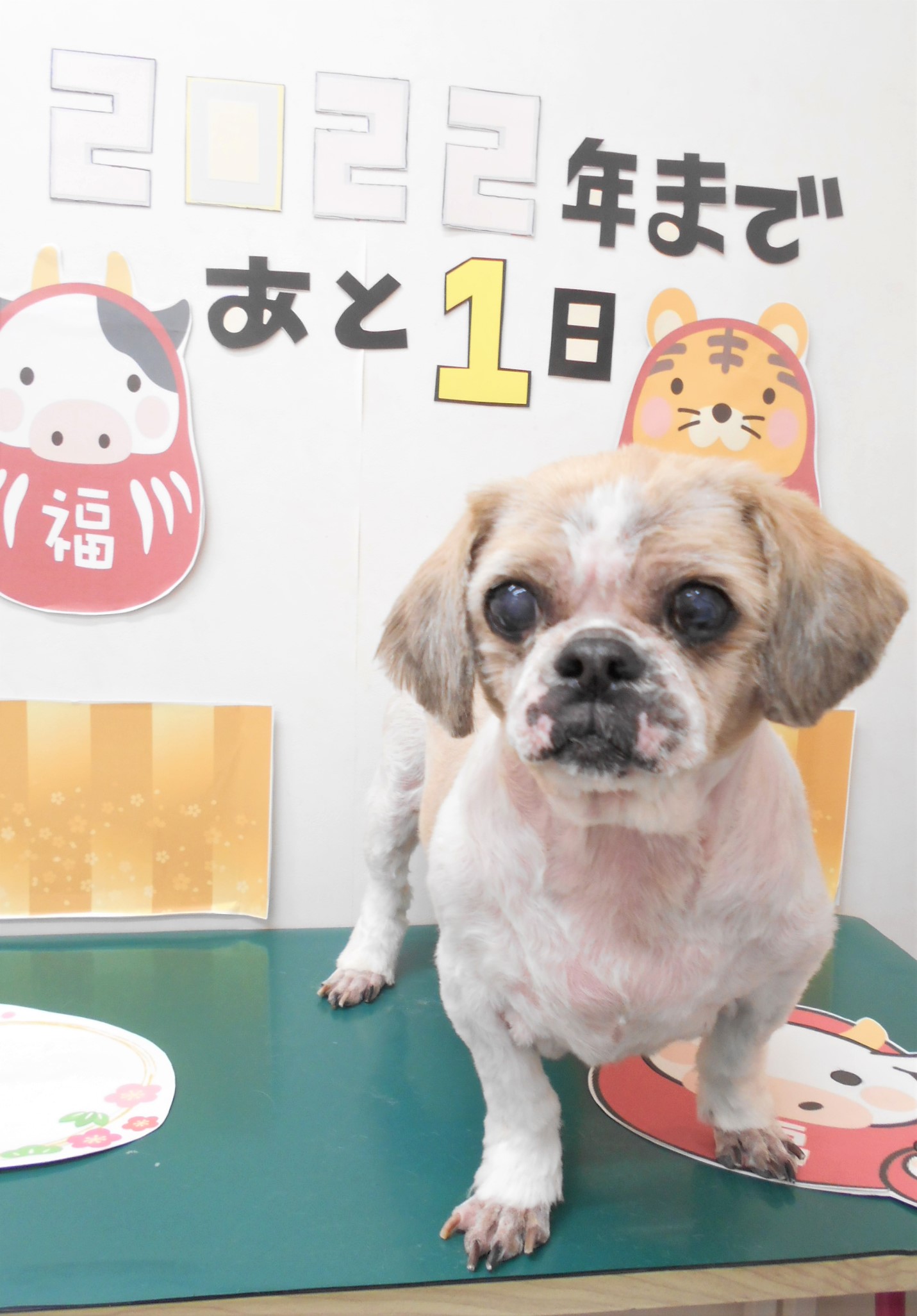 トリミングサロン シュシュどうぶつ病院からのお知らせ 2021-12-31