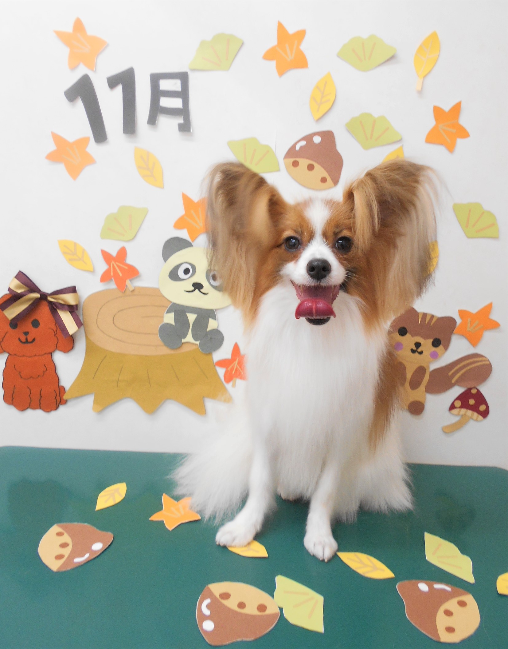 トリミングサロン シュシュどうぶつ病院からのお知らせ 2020-11-12
