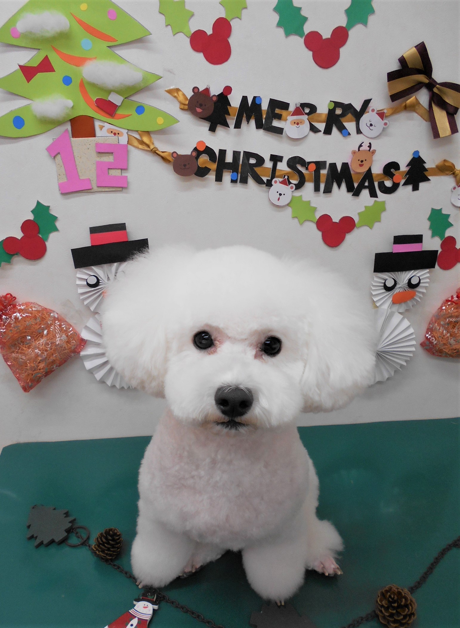 トリミングサロン シュシュどうぶつ病院からのお知らせ 2019-12-22