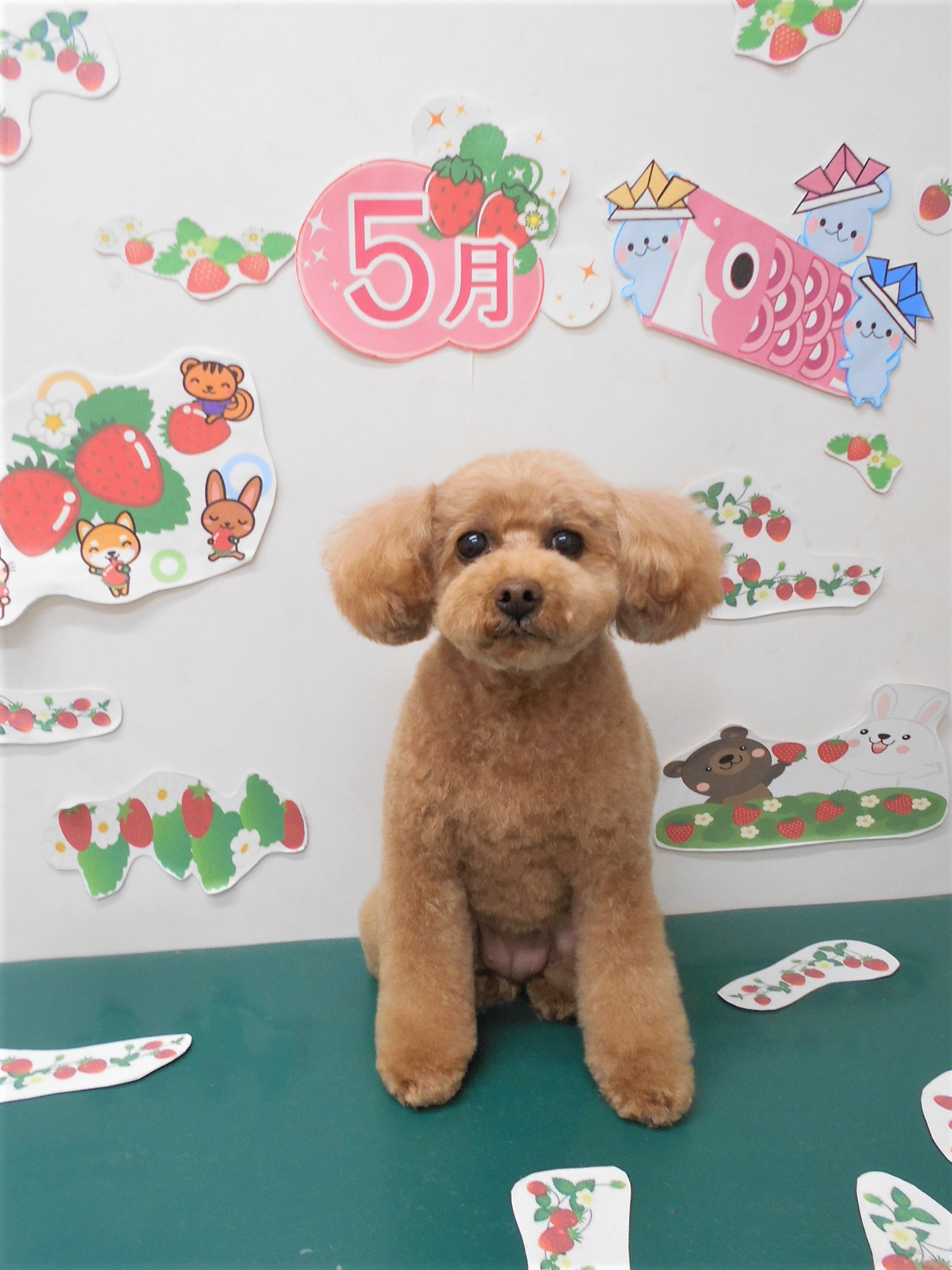 トリミングサロン シュシュどうぶつ病院からのお知らせ 2021-05-23