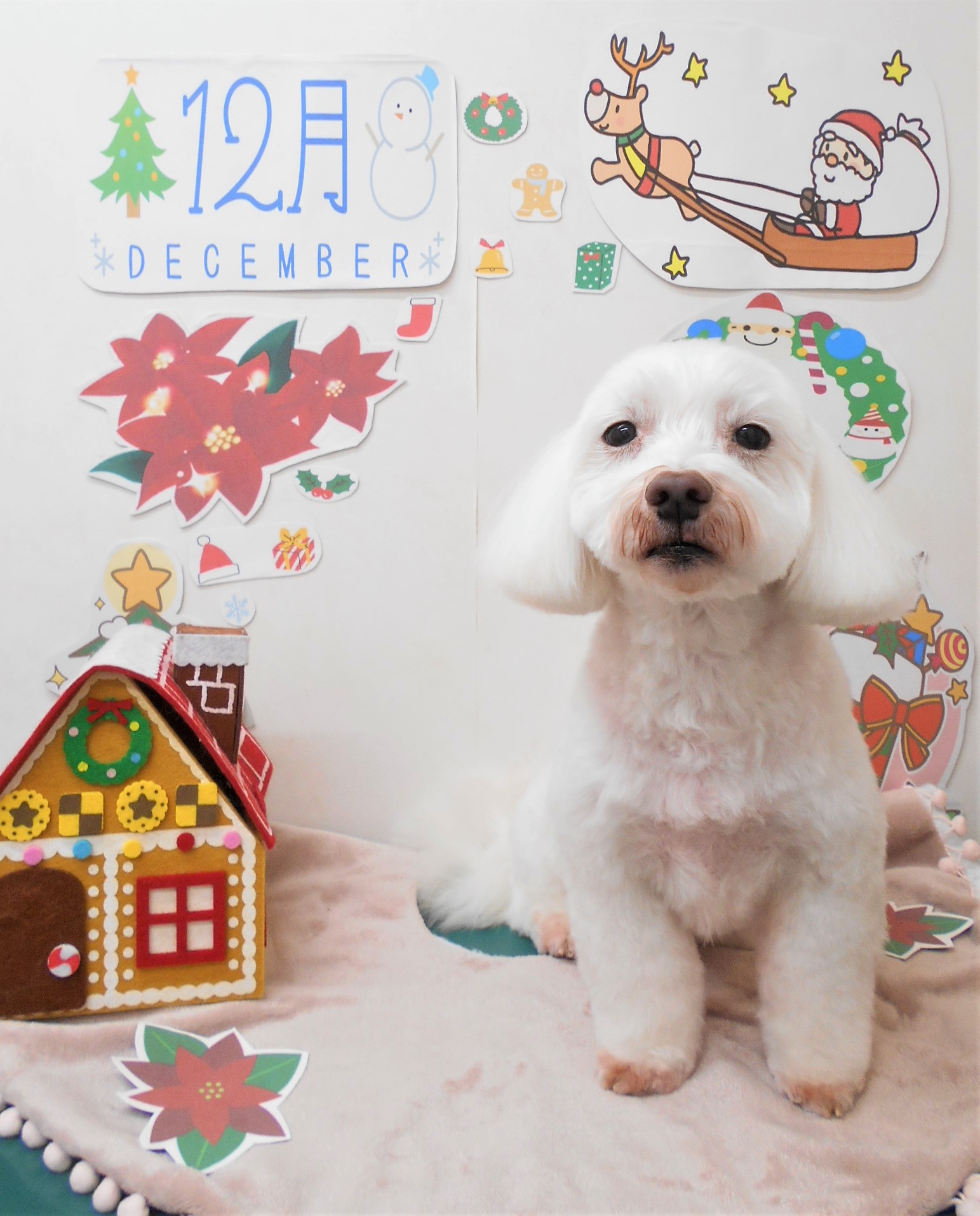 トリミングサロン シュシュどうぶつ病院からのお知らせ 2021-12-03