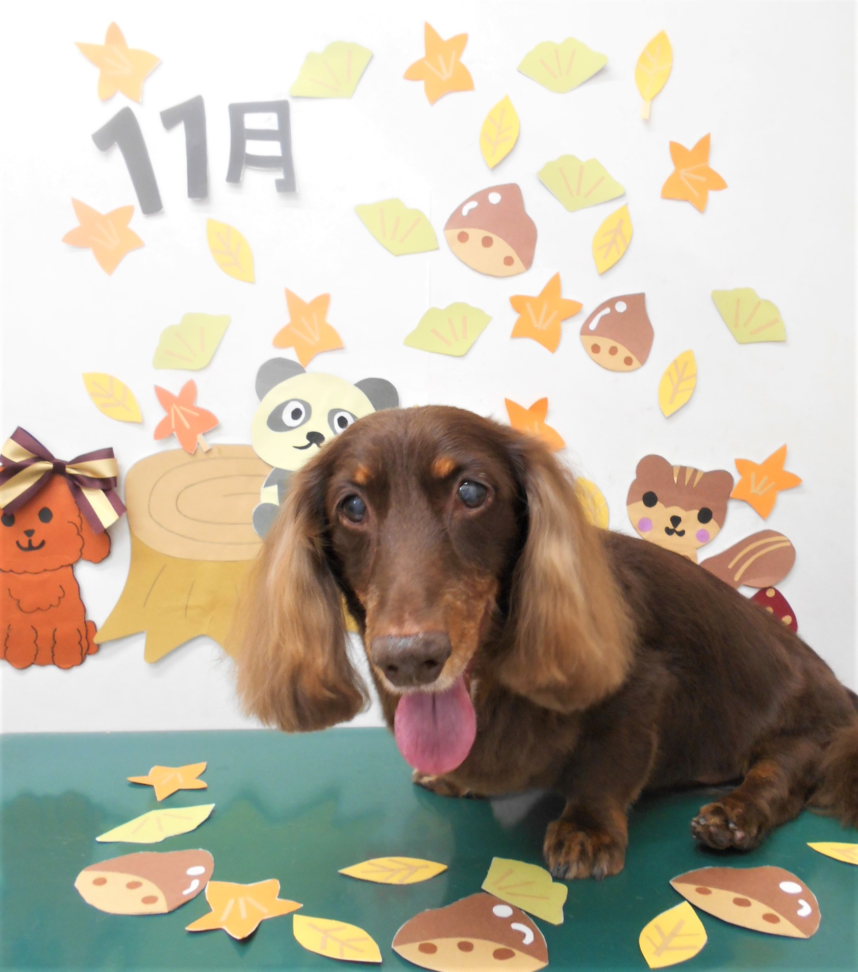 トリミングサロン シュシュどうぶつ病院からのお知らせ 2020-11-11