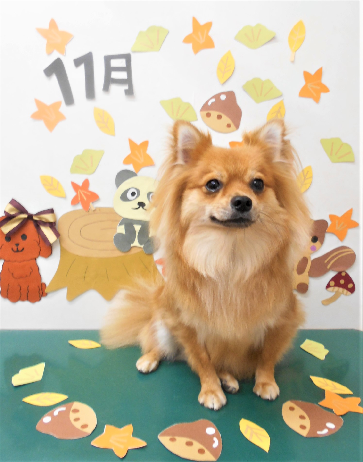 トリミングサロン シュシュどうぶつ病院からのお知らせ 2020-11-01