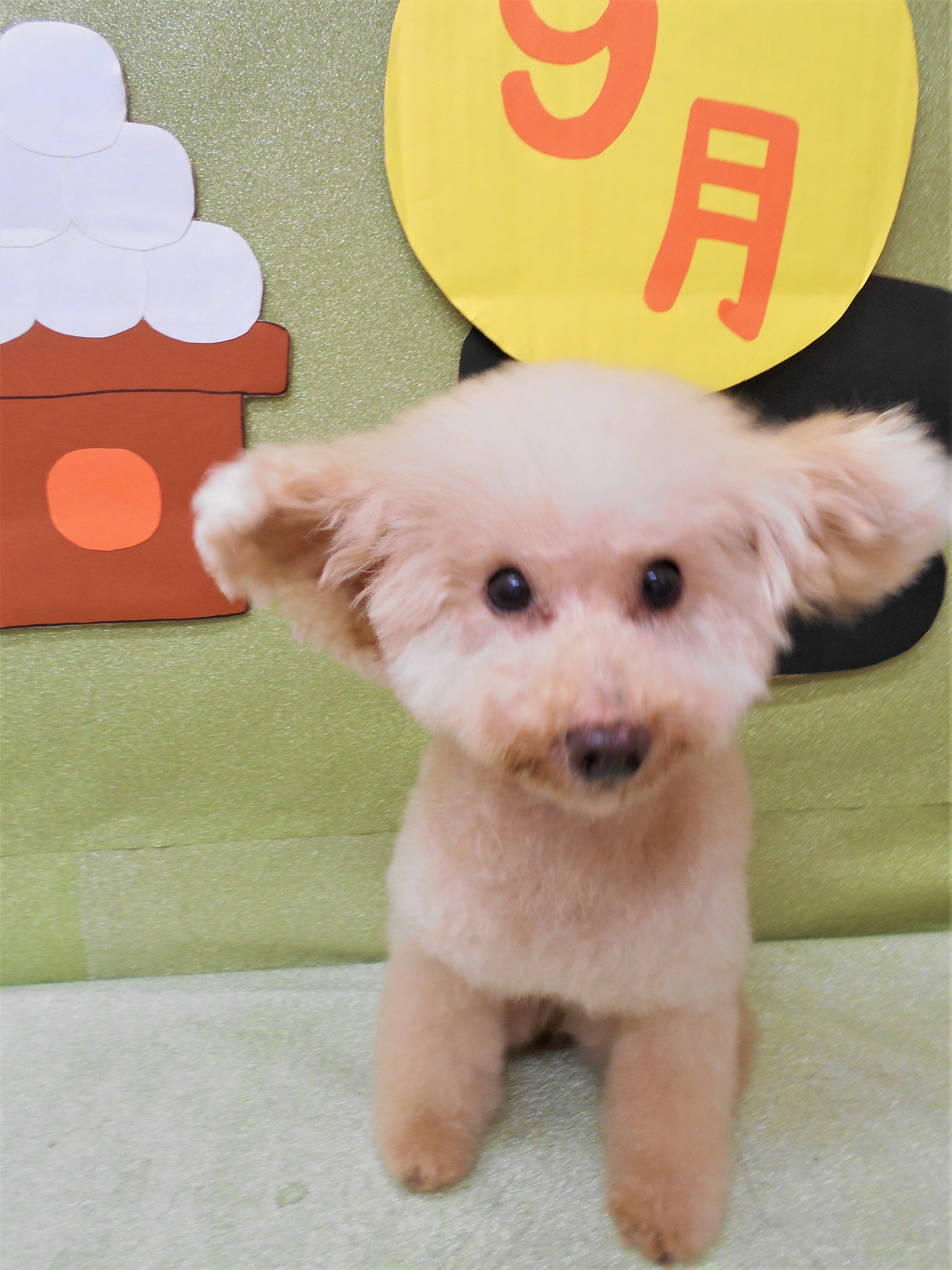 トリミングサロン シュシュどうぶつ病院からのお知らせ 2019-09-08
