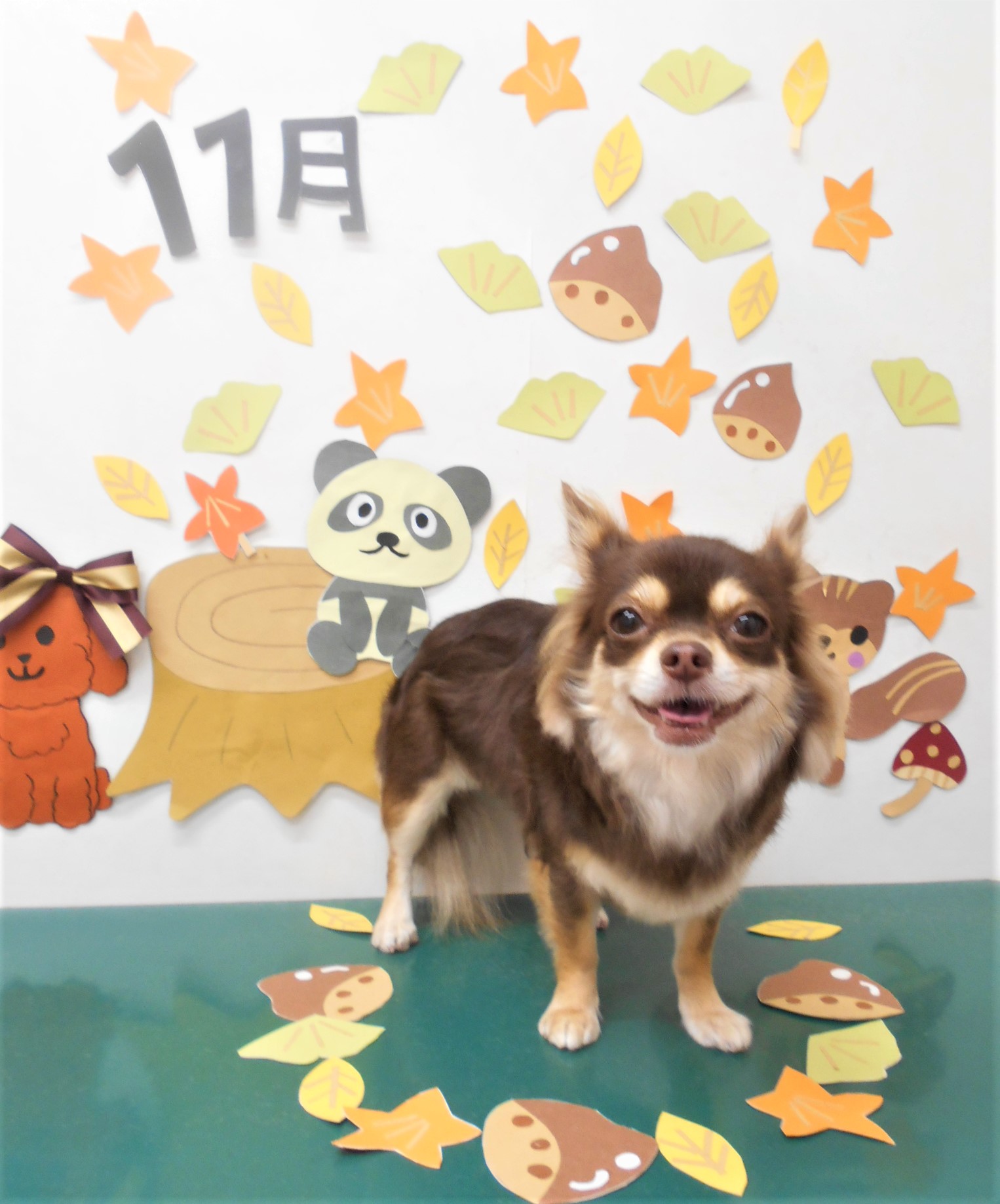 トリミングサロン シュシュどうぶつ病院からのお知らせ 2020-11-13