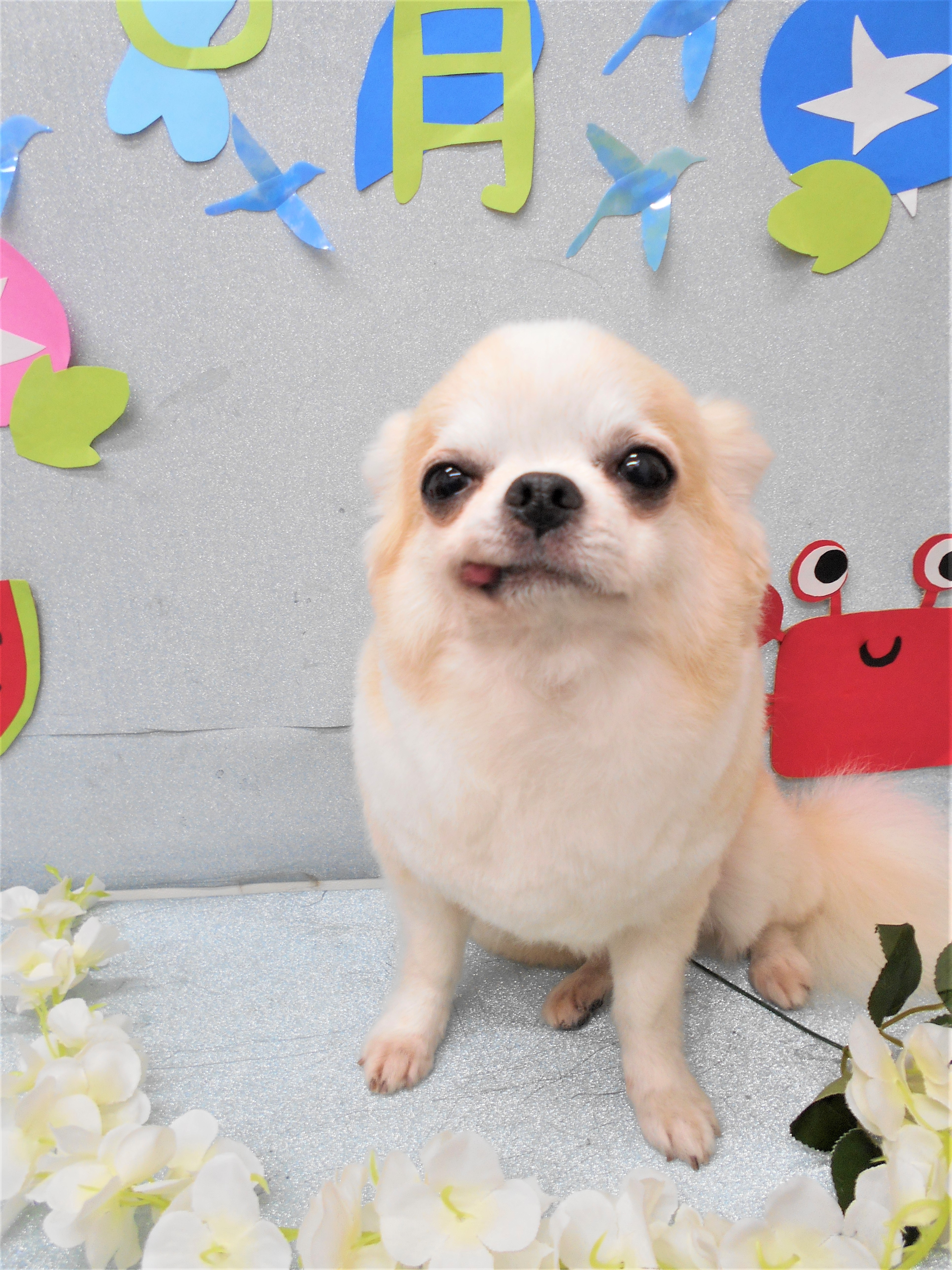 トリミングサロン シュシュどうぶつ病院からのお知らせ 2019-08-29