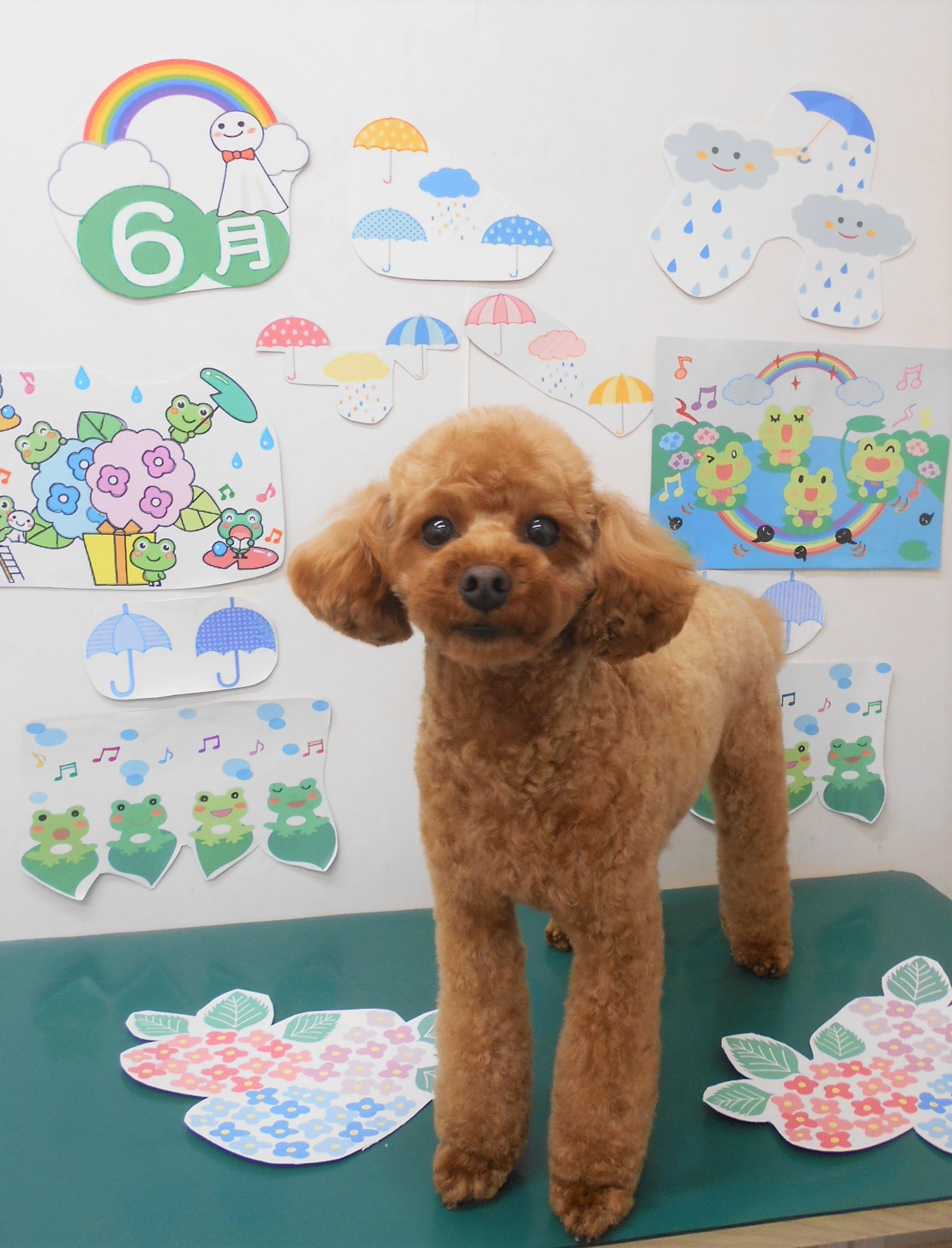 トリミングサロン シュシュどうぶつ病院からのお知らせ 2022-06-05
