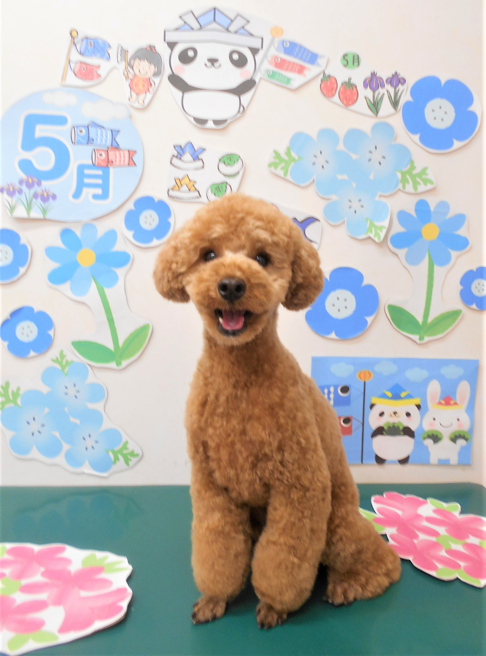 トリミングサロン シュシュどうぶつ病院からのお知らせ 2022-05-13