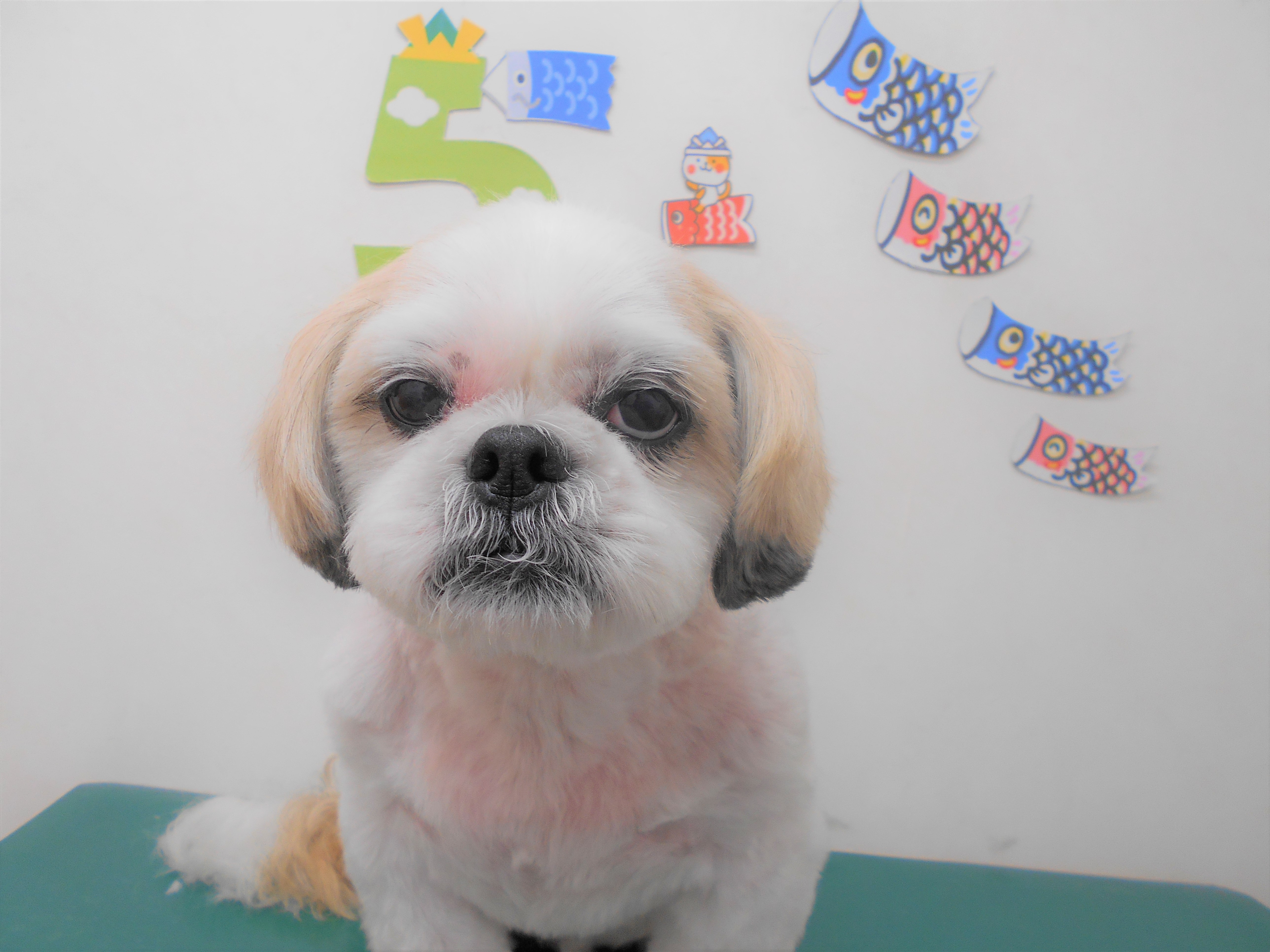 トリミングサロン シュシュどうぶつ病院からのお知らせ 2019-05-02