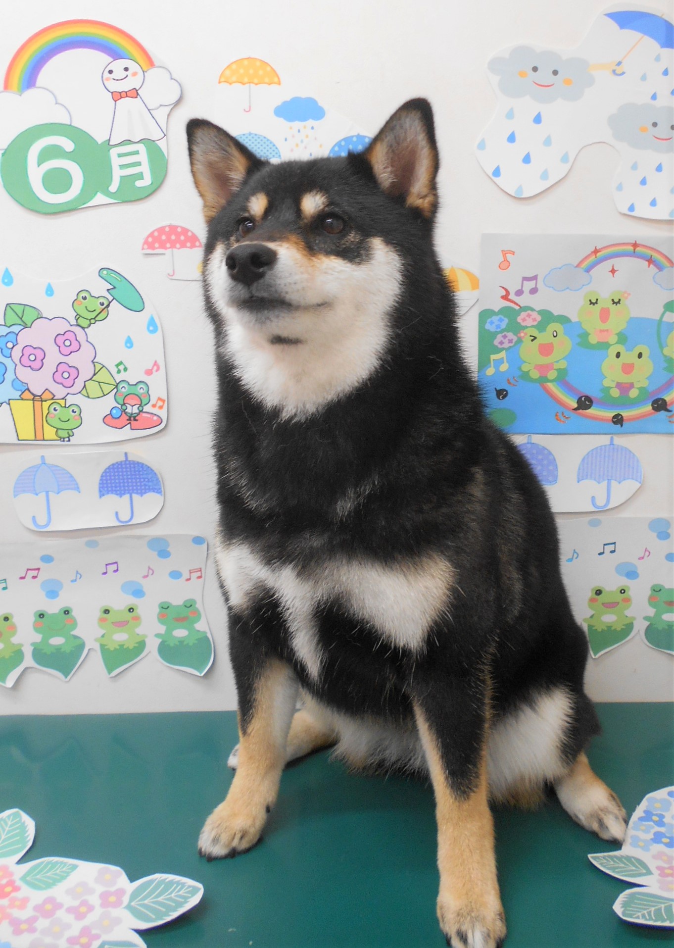 トリミングサロン シュシュどうぶつ病院からのお知らせ 2022-06-04