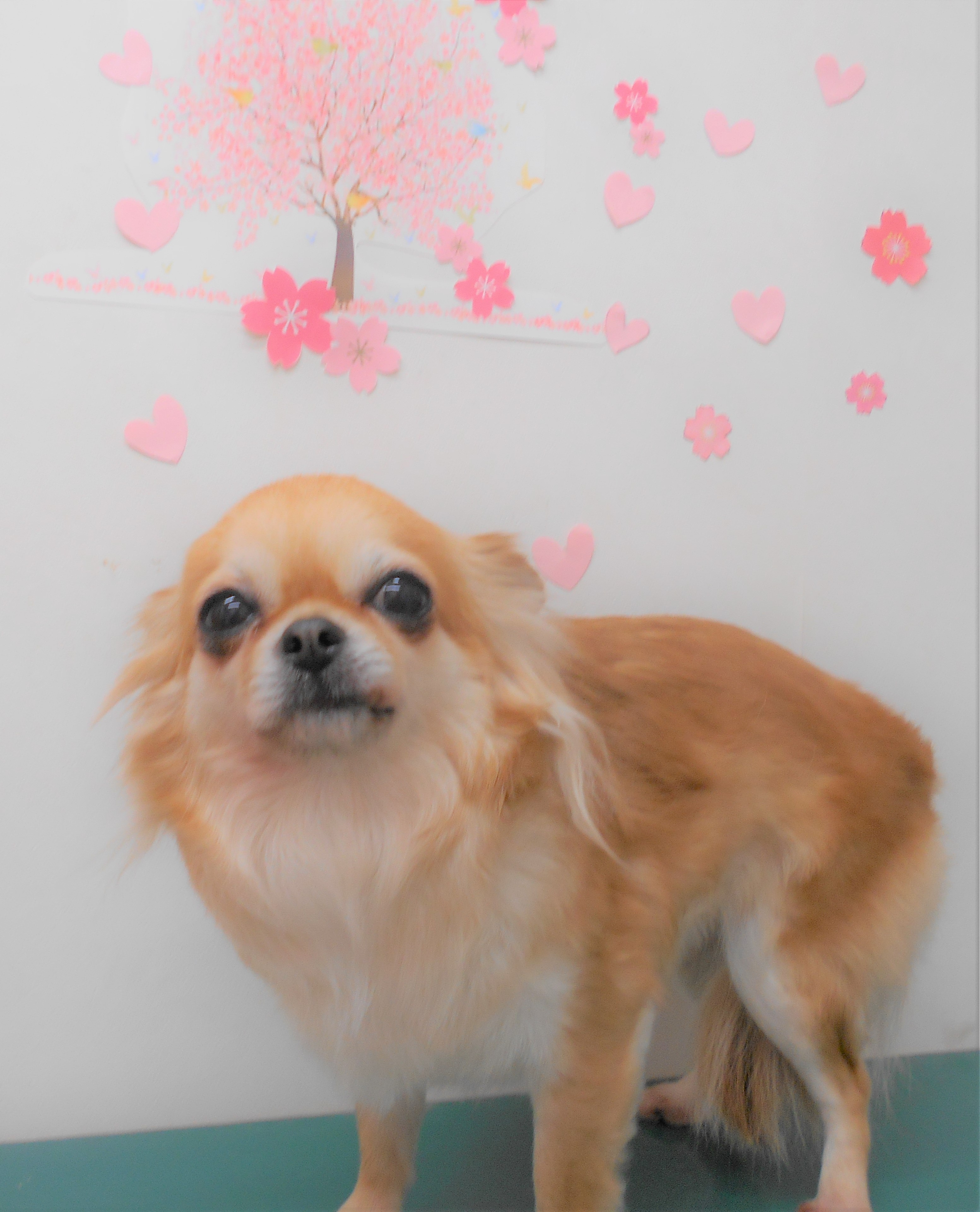 トリミングサロン シュシュどうぶつ病院からのお知らせ 2019-04-02