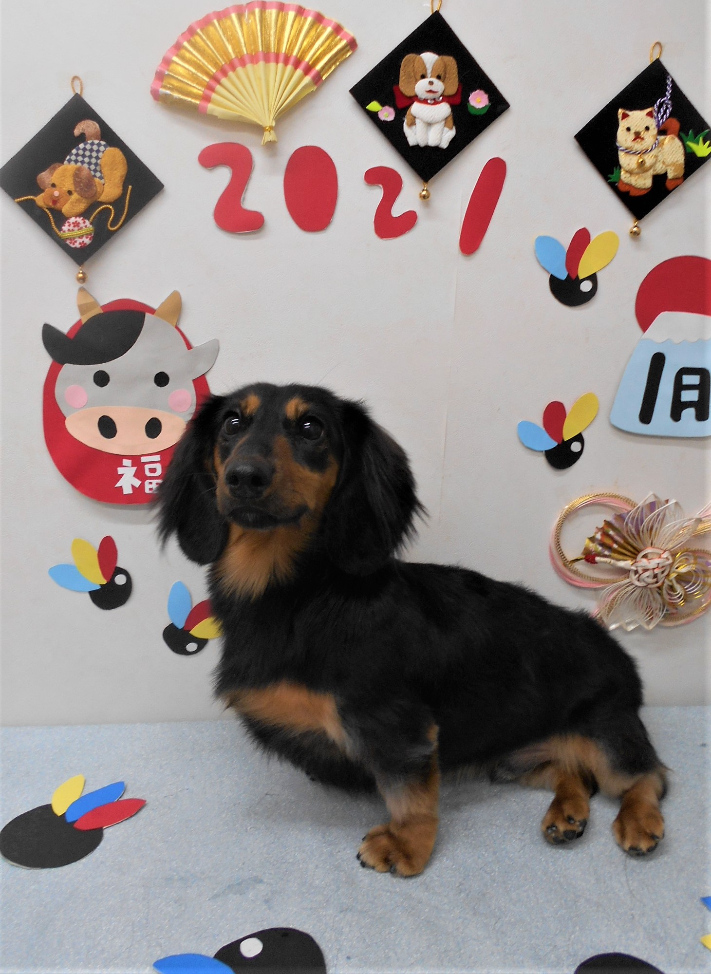 トリミングサロン シュシュどうぶつ病院からのお知らせ 2021-01-10