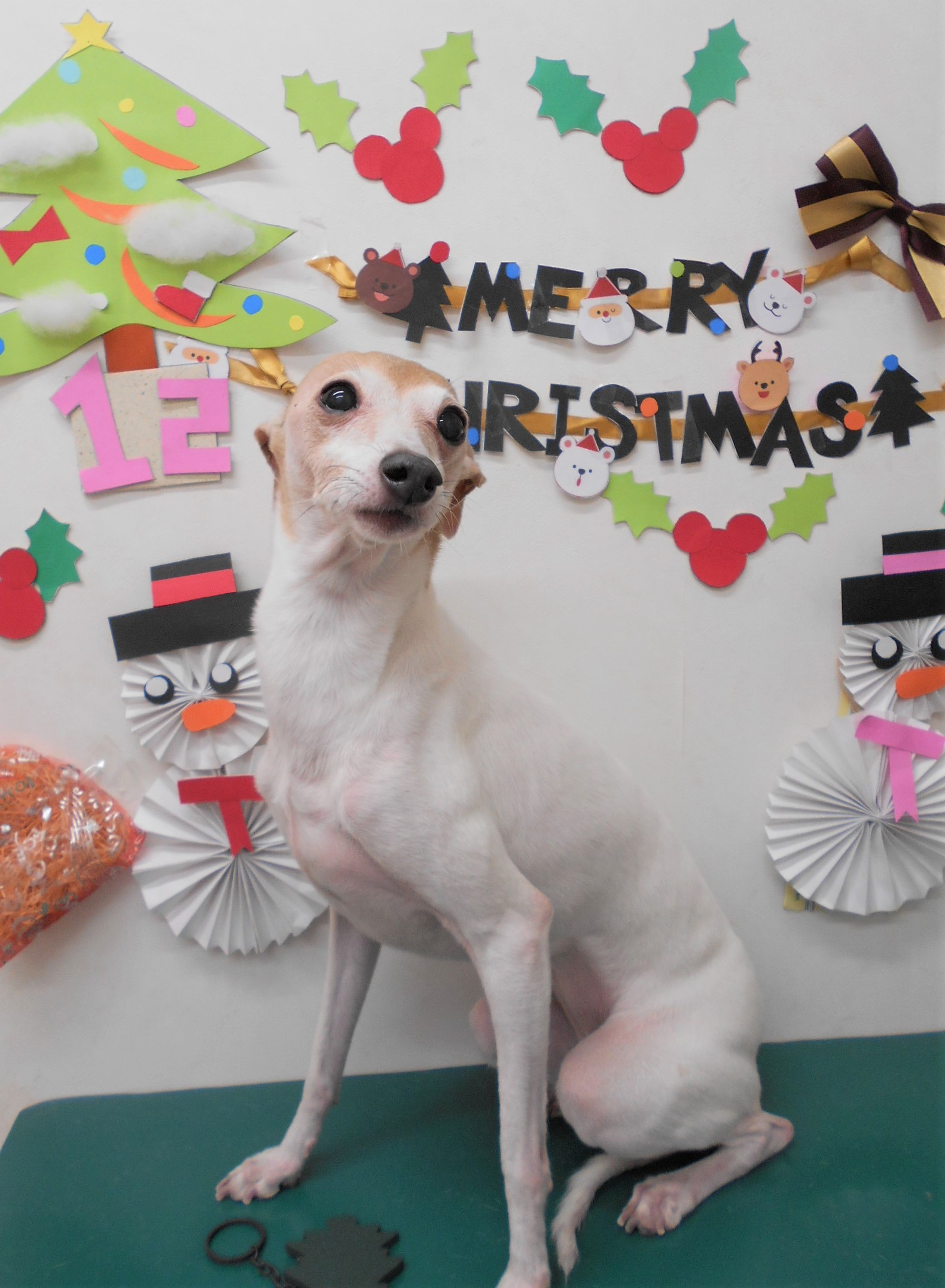 トリミングサロン シュシュどうぶつ病院からのお知らせ 2019-12-18