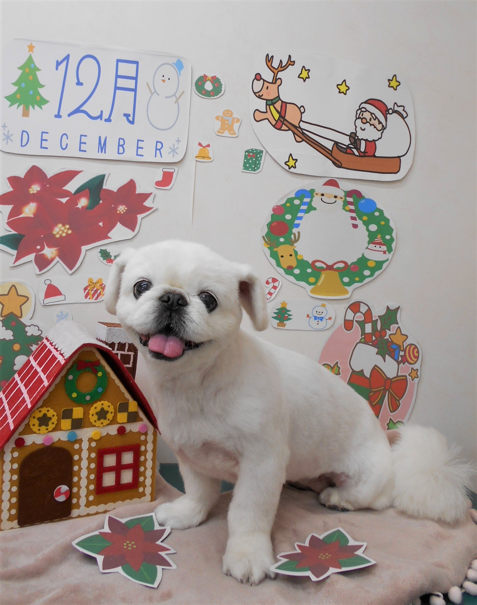 トリミングサロン シュシュどうぶつ病院からのお知らせ 2021-12-10
