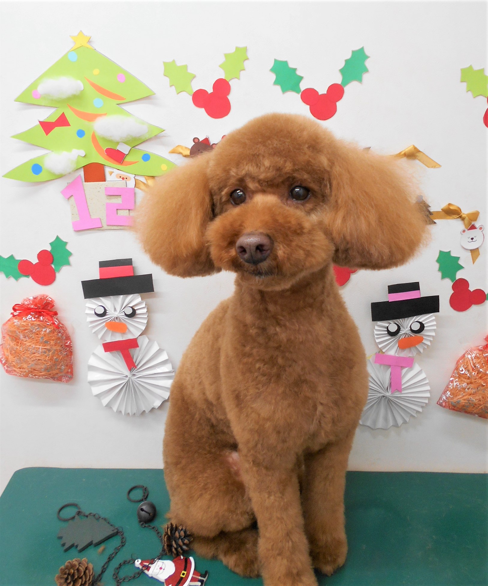 トリミングサロン シュシュどうぶつ病院からのお知らせ 2019-12-01