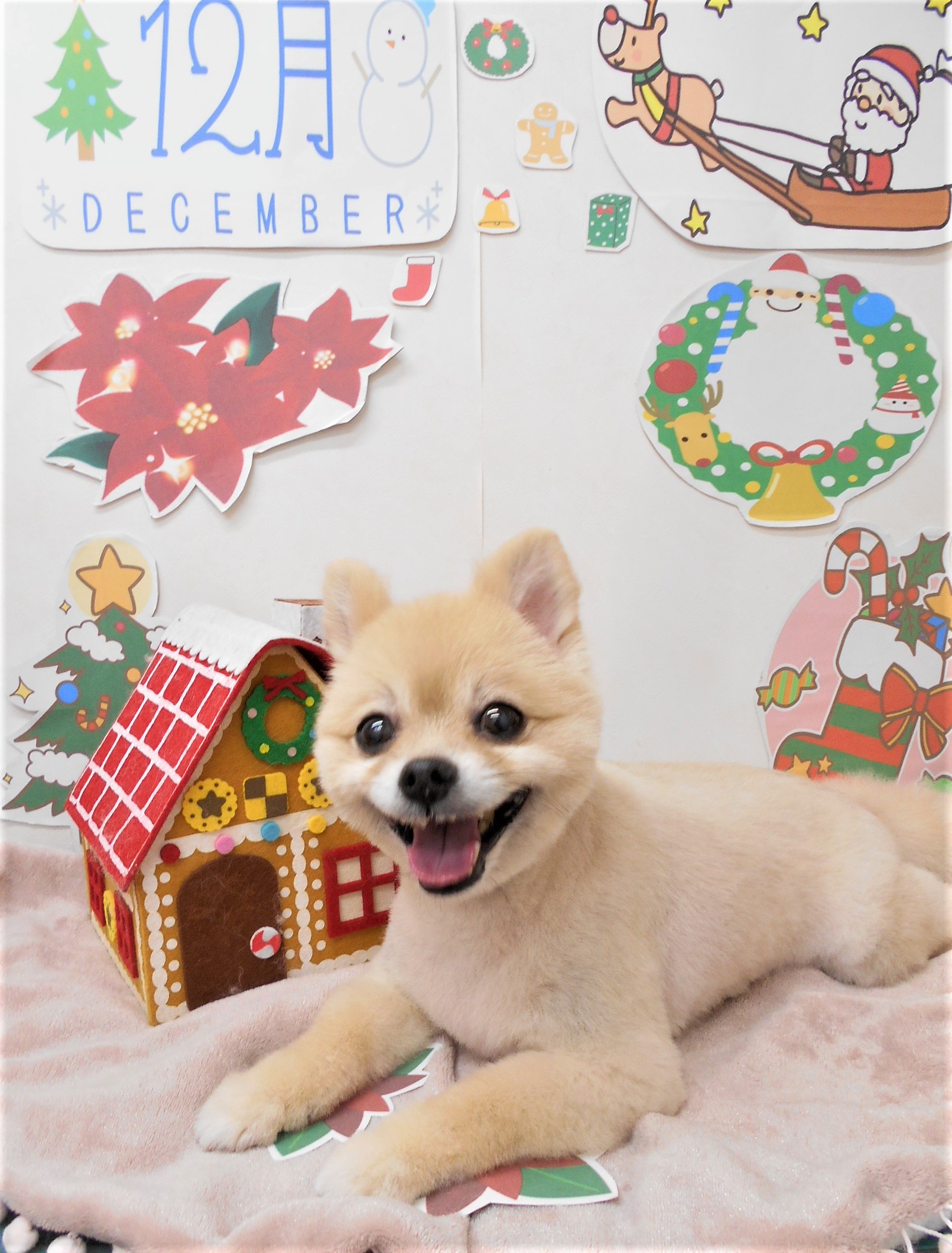トリミングサロン シュシュどうぶつ病院からのお知らせ 2021-12-17