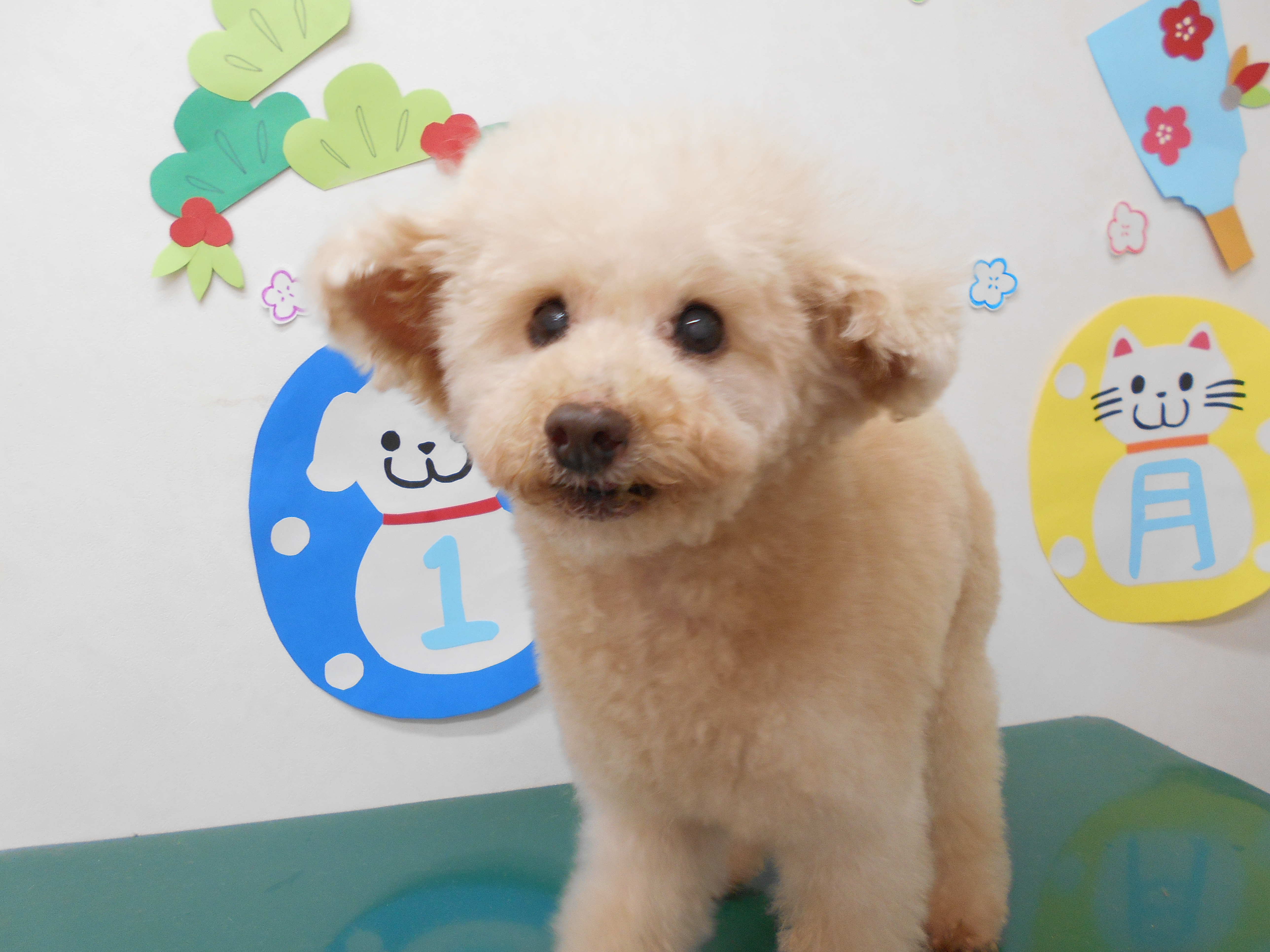 トリミングサロン シュシュどうぶつ病院からのお知らせ 2019-01-20
