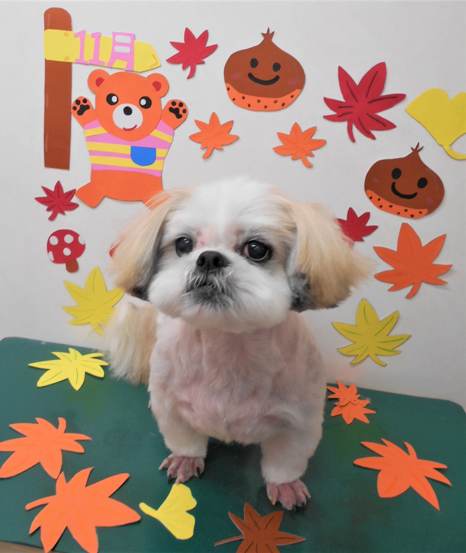 トリミングサロン シュシュどうぶつ病院からのお知らせ 2019-11-05