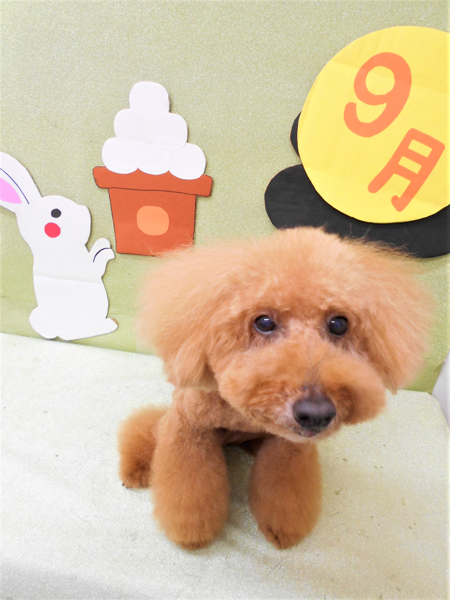 トリミングサロン シュシュどうぶつ病院からのお知らせ 2019-09-15