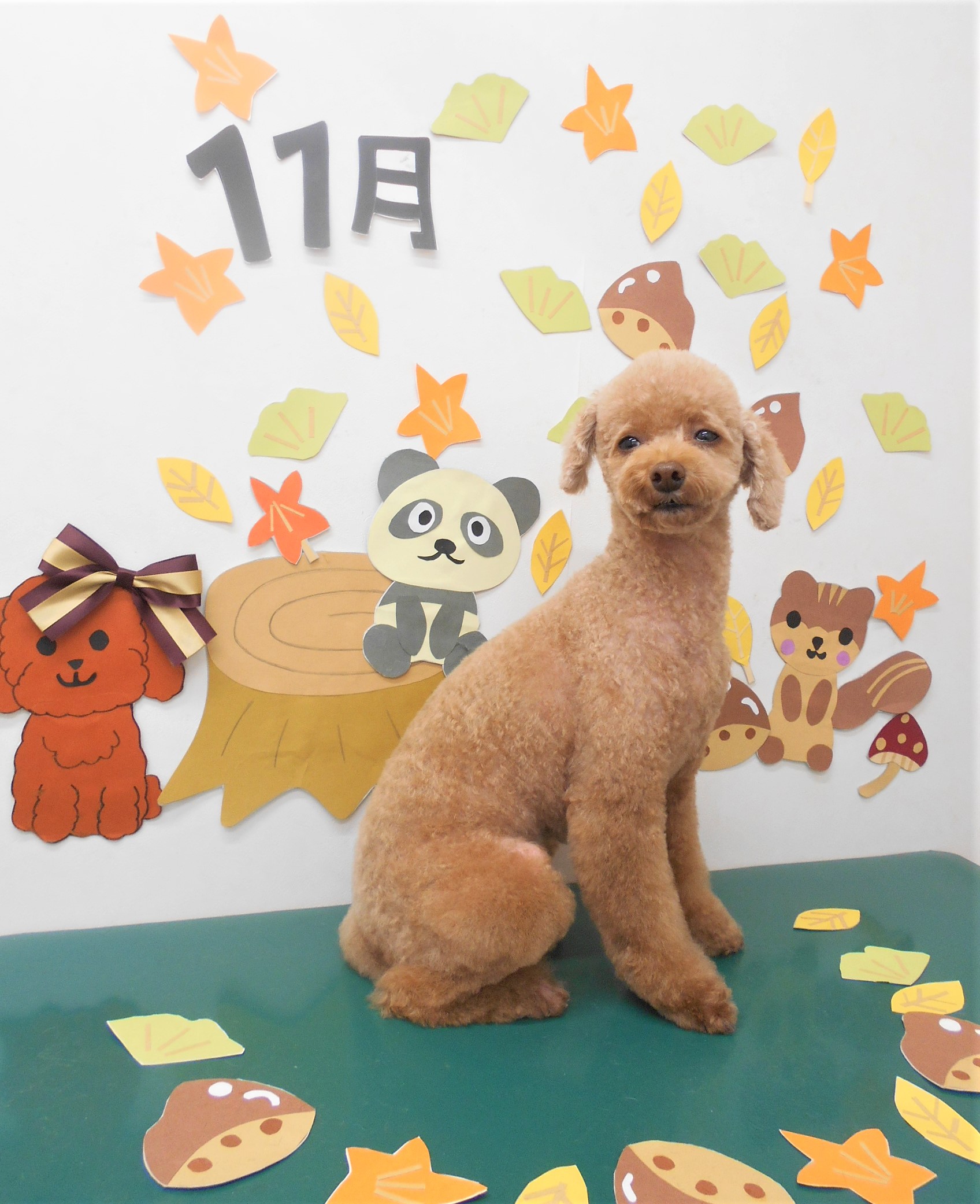 トリミングサロン シュシュどうぶつ病院からのお知らせ 2020-11-04