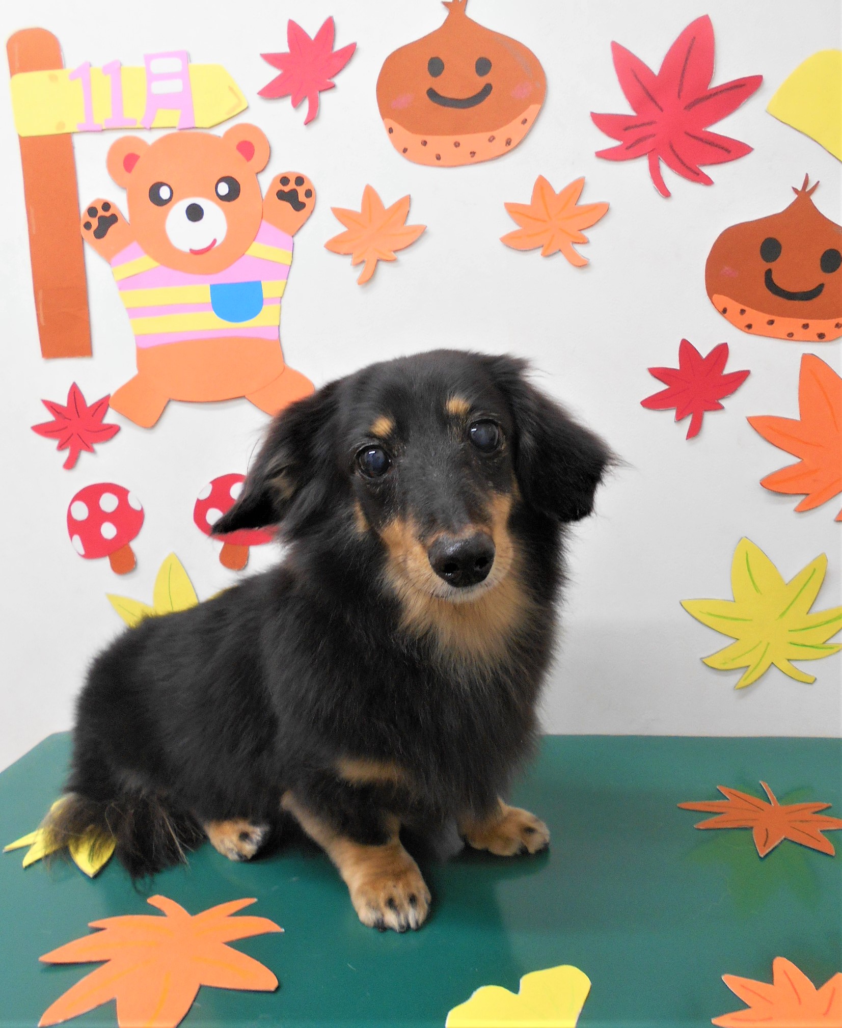 トリミングサロン シュシュどうぶつ病院からのお知らせ 2019-11-26