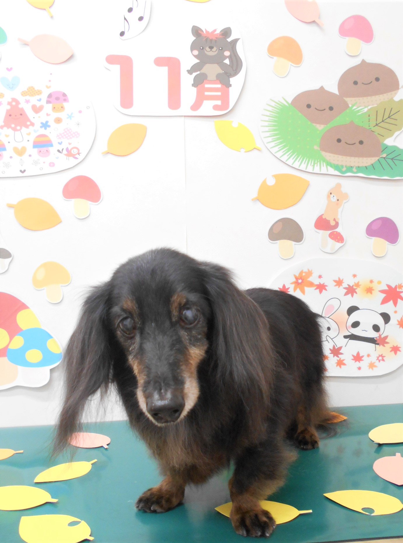 トリミングサロン シュシュどうぶつ病院からのお知らせ 2021-11-11