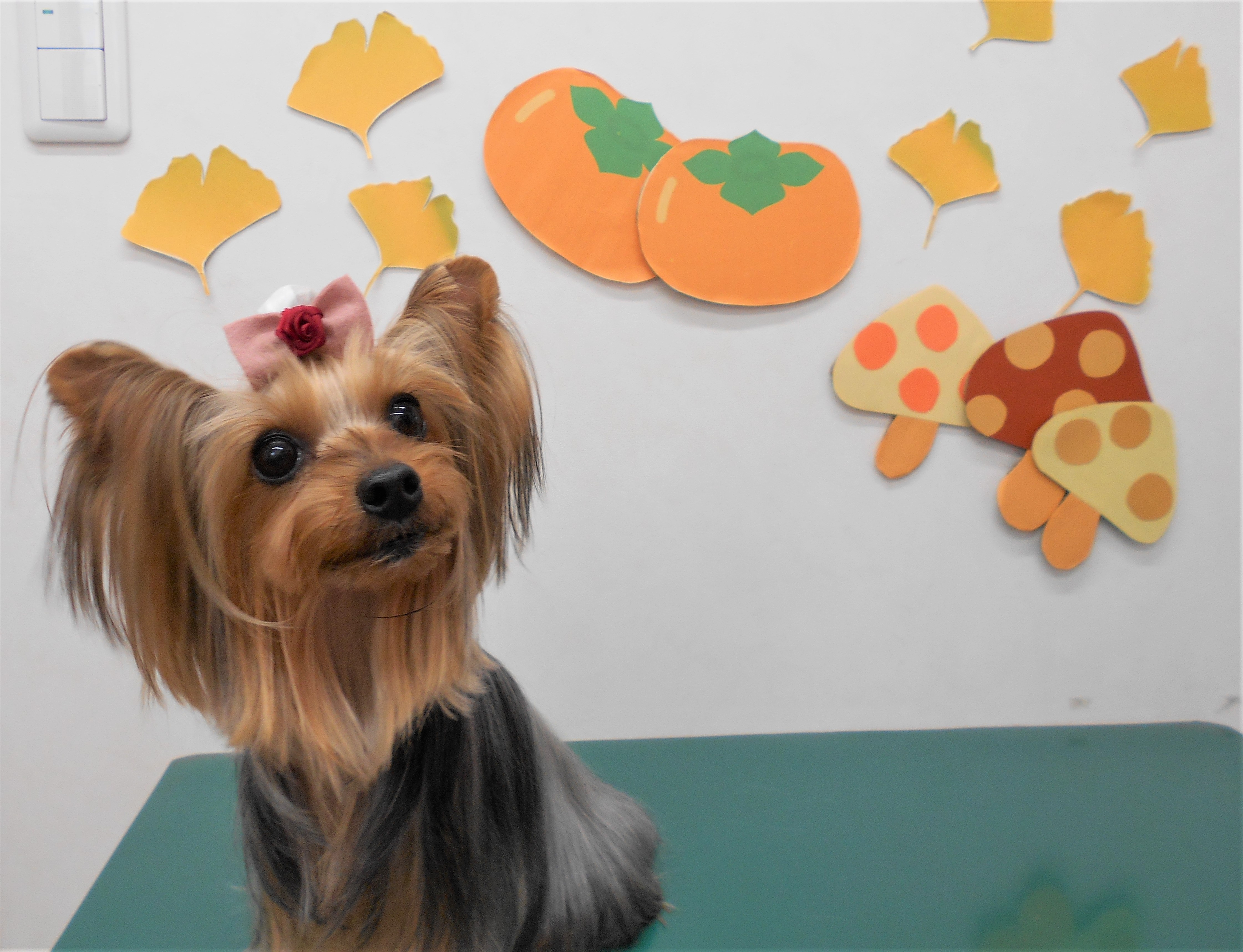 トリミングサロン シュシュどうぶつ病院からのお知らせ 2018-11-03