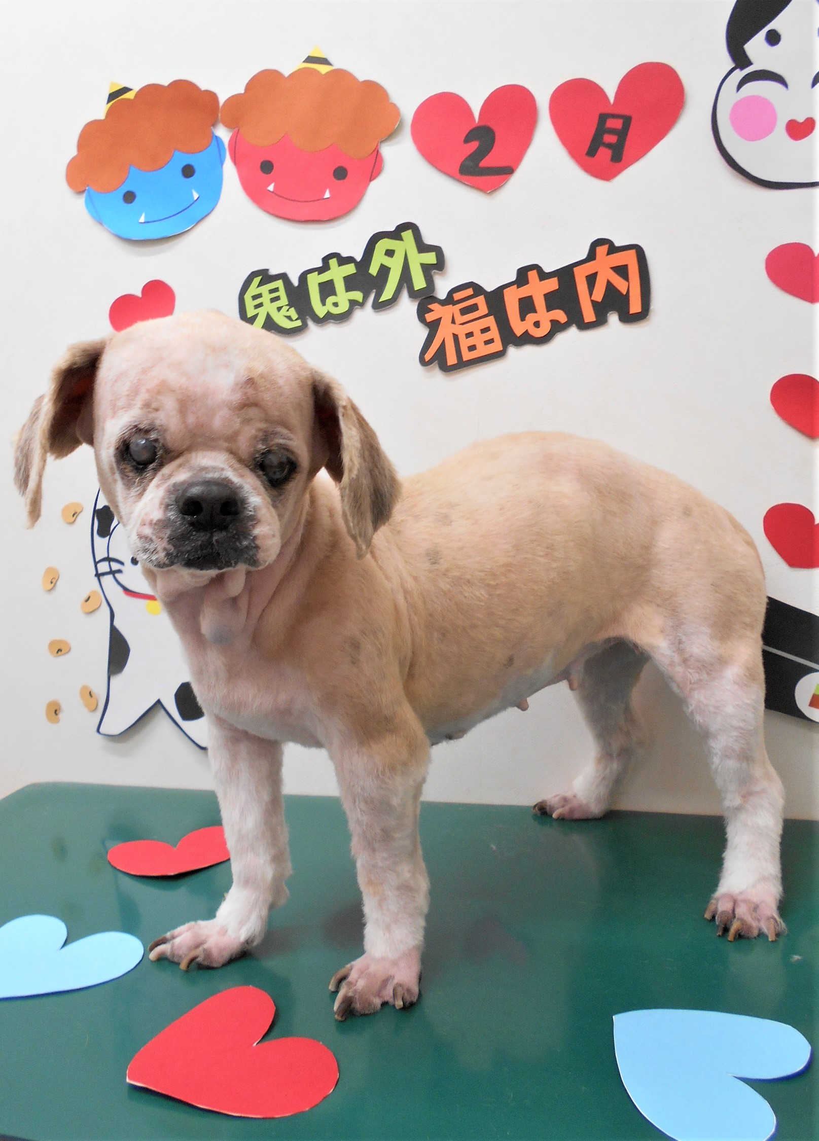 トリミングサロン シュシュどうぶつ病院からのお知らせ 2020-02-12