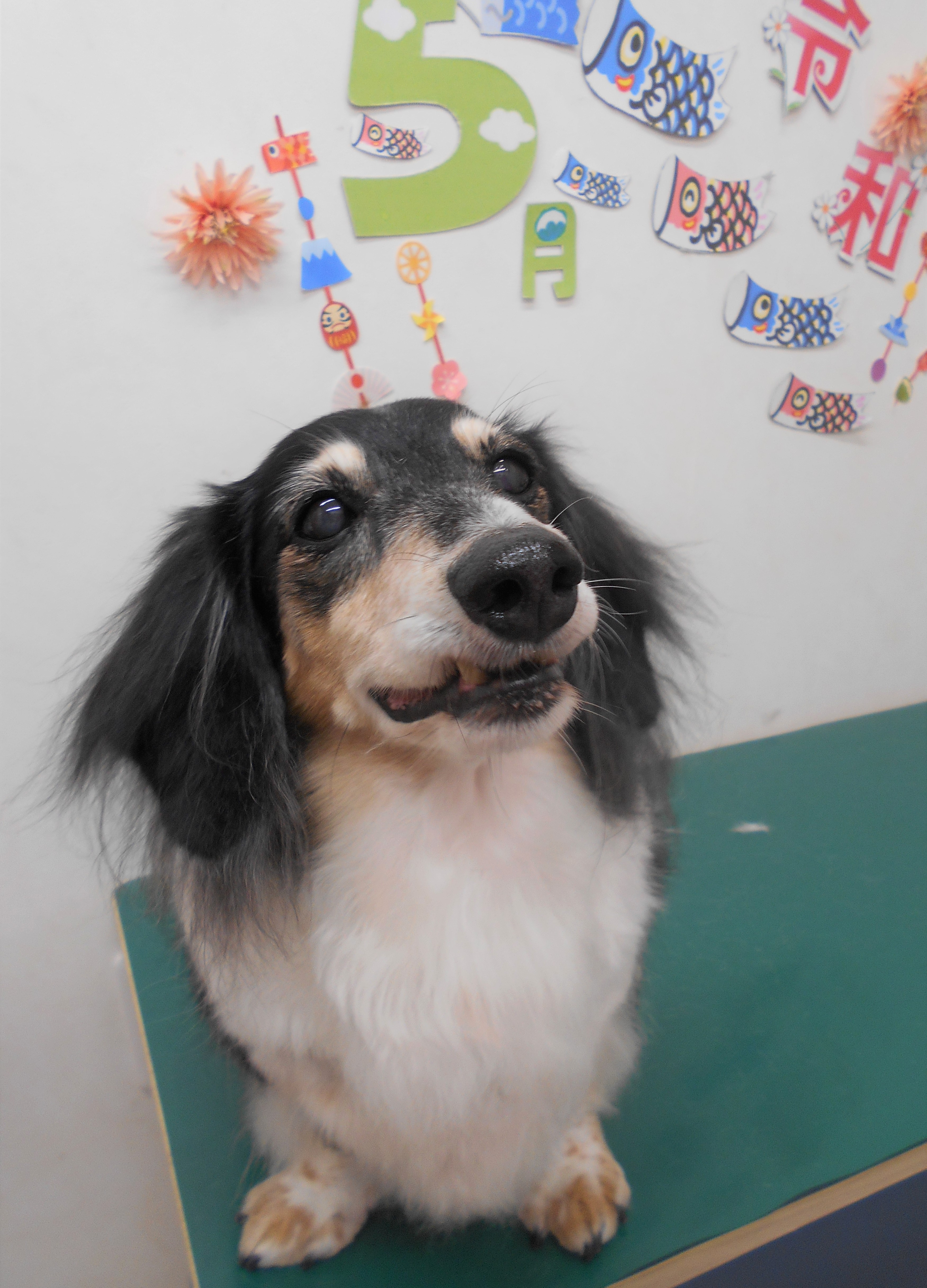 トリミングサロン シュシュどうぶつ病院からのお知らせ 2019-05-28