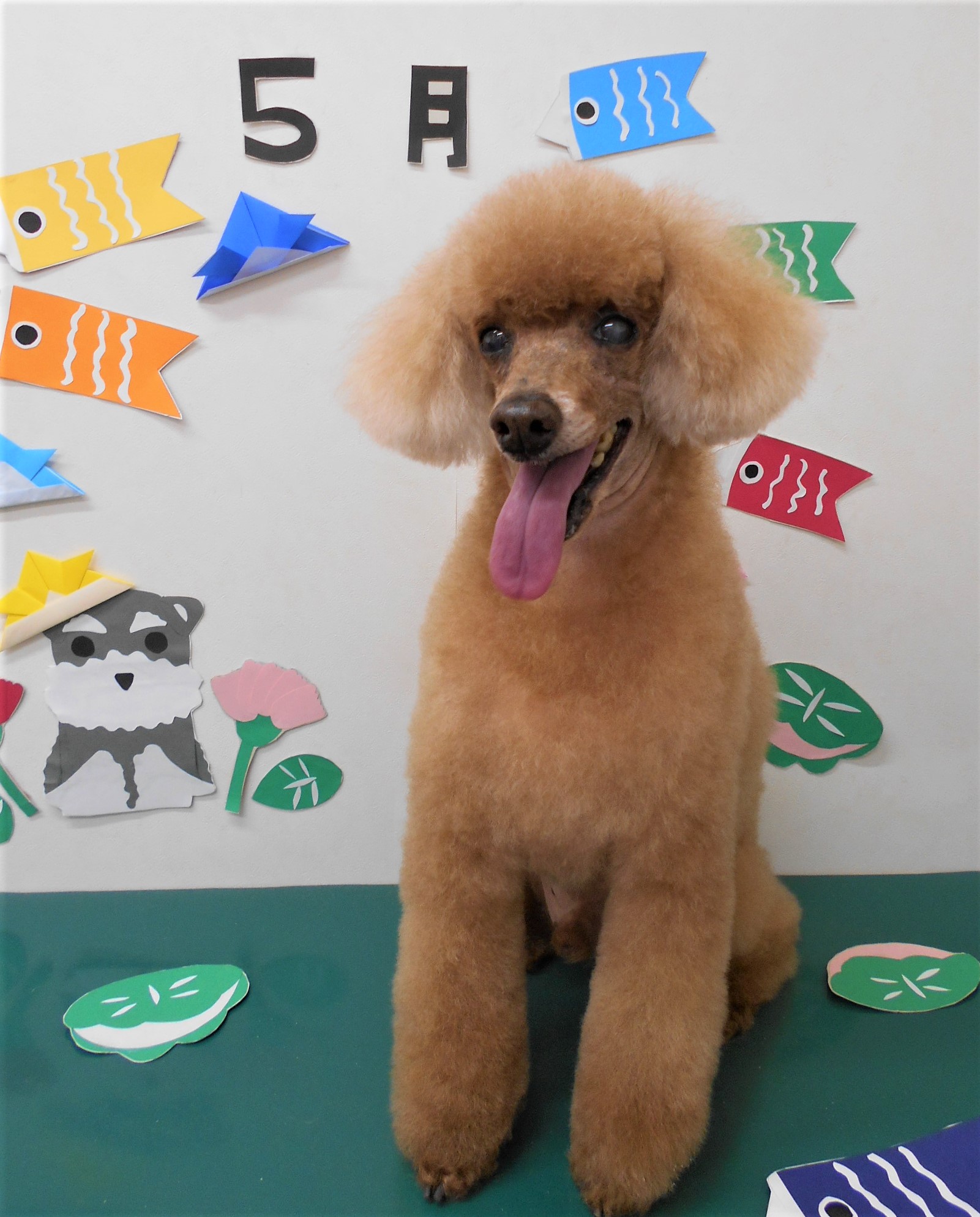 トリミングサロン シュシュどうぶつ病院からのお知らせ 2020-05-14