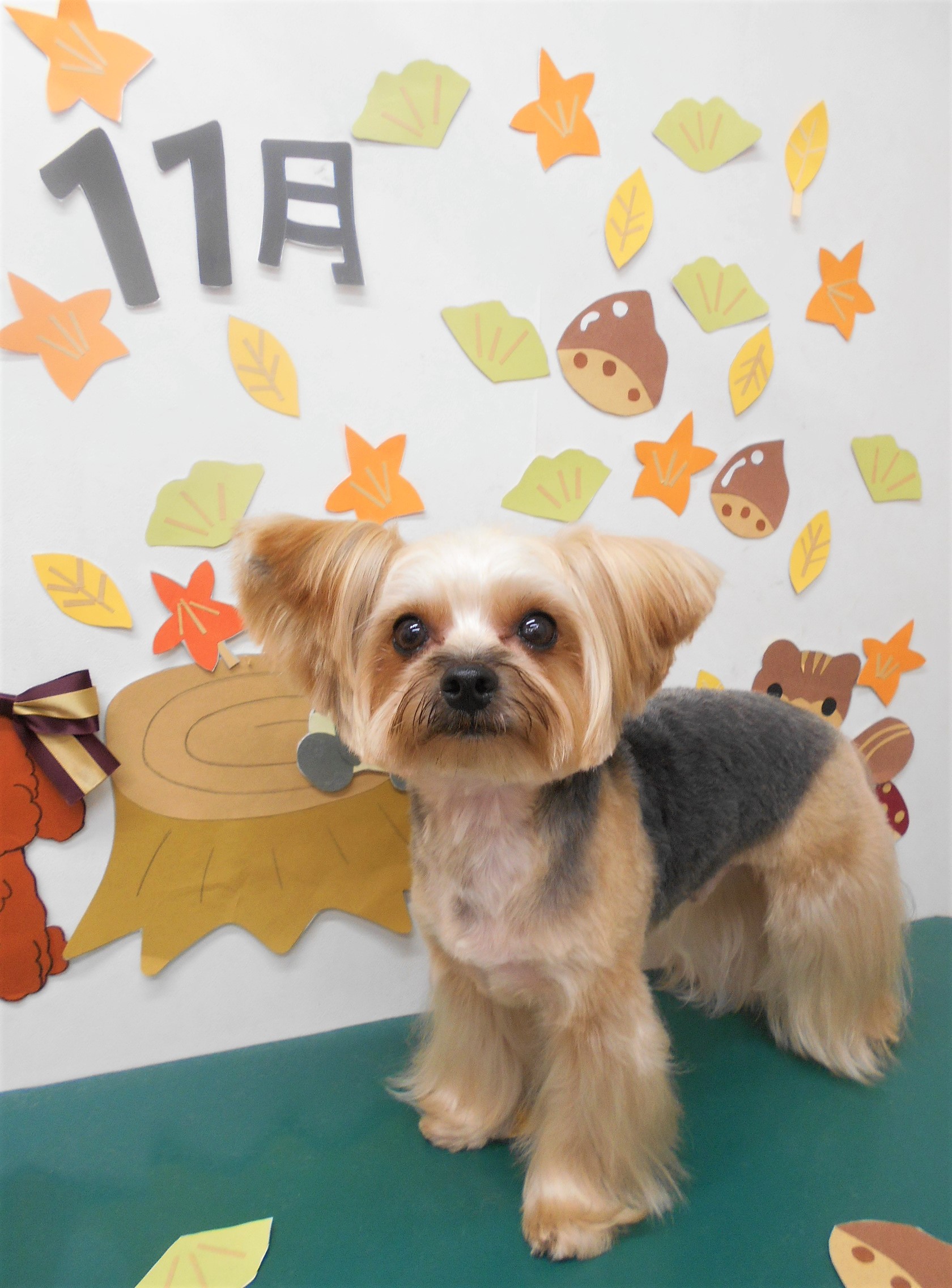 トリミングサロン シュシュどうぶつ病院からのお知らせ 2020-11-18
