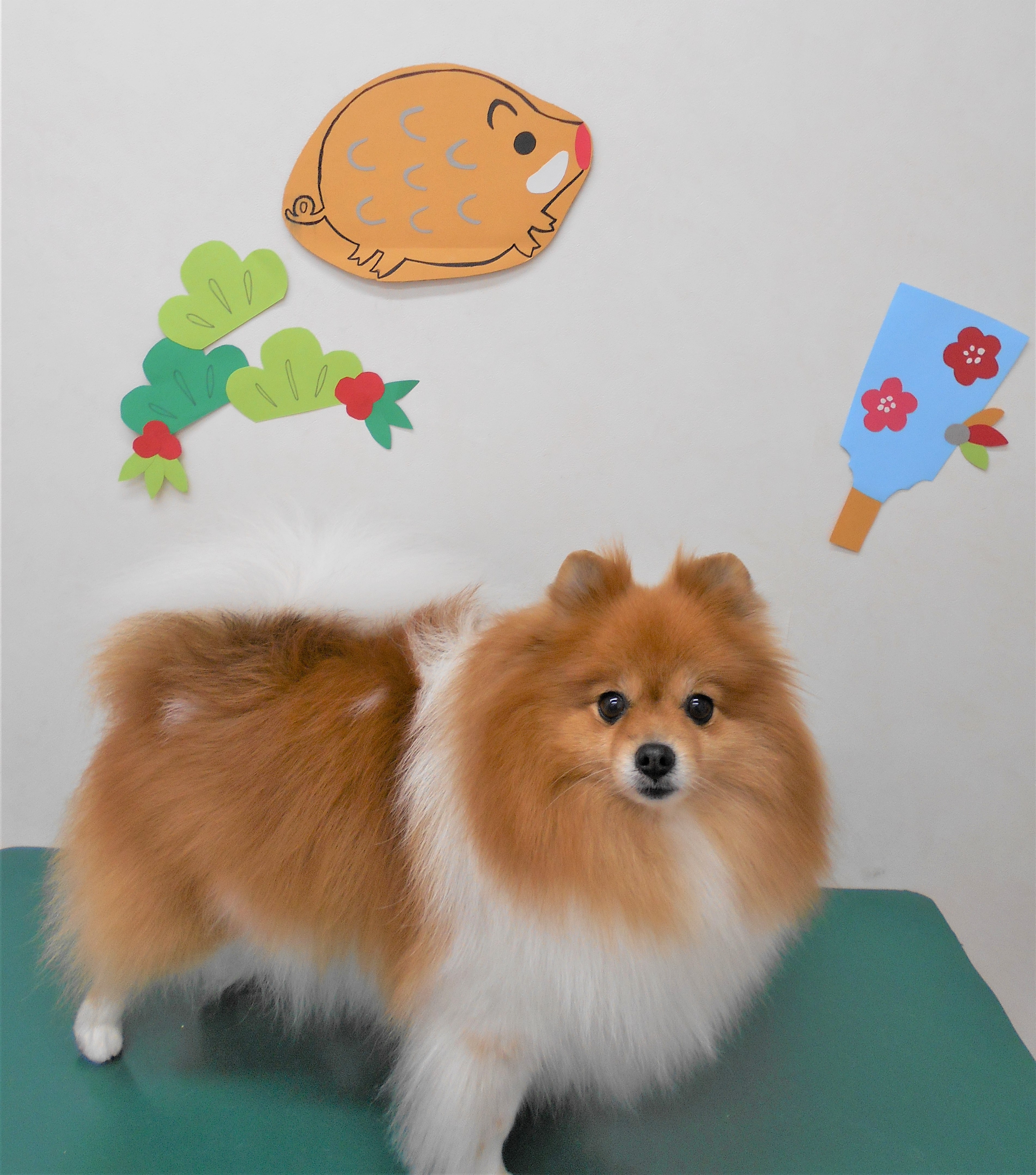 トリミングサロン シュシュどうぶつ病院からのお知らせ 2018-12-25