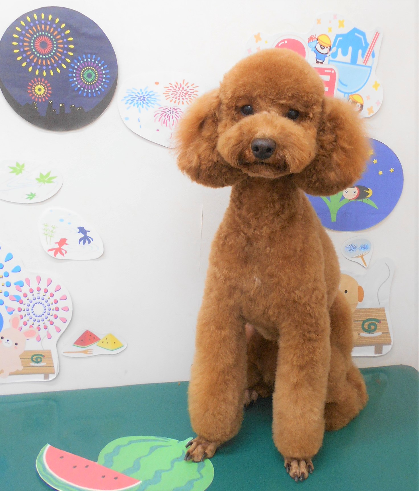 トリミングサロン シュシュどうぶつ病院からのお知らせ 2021-08-19