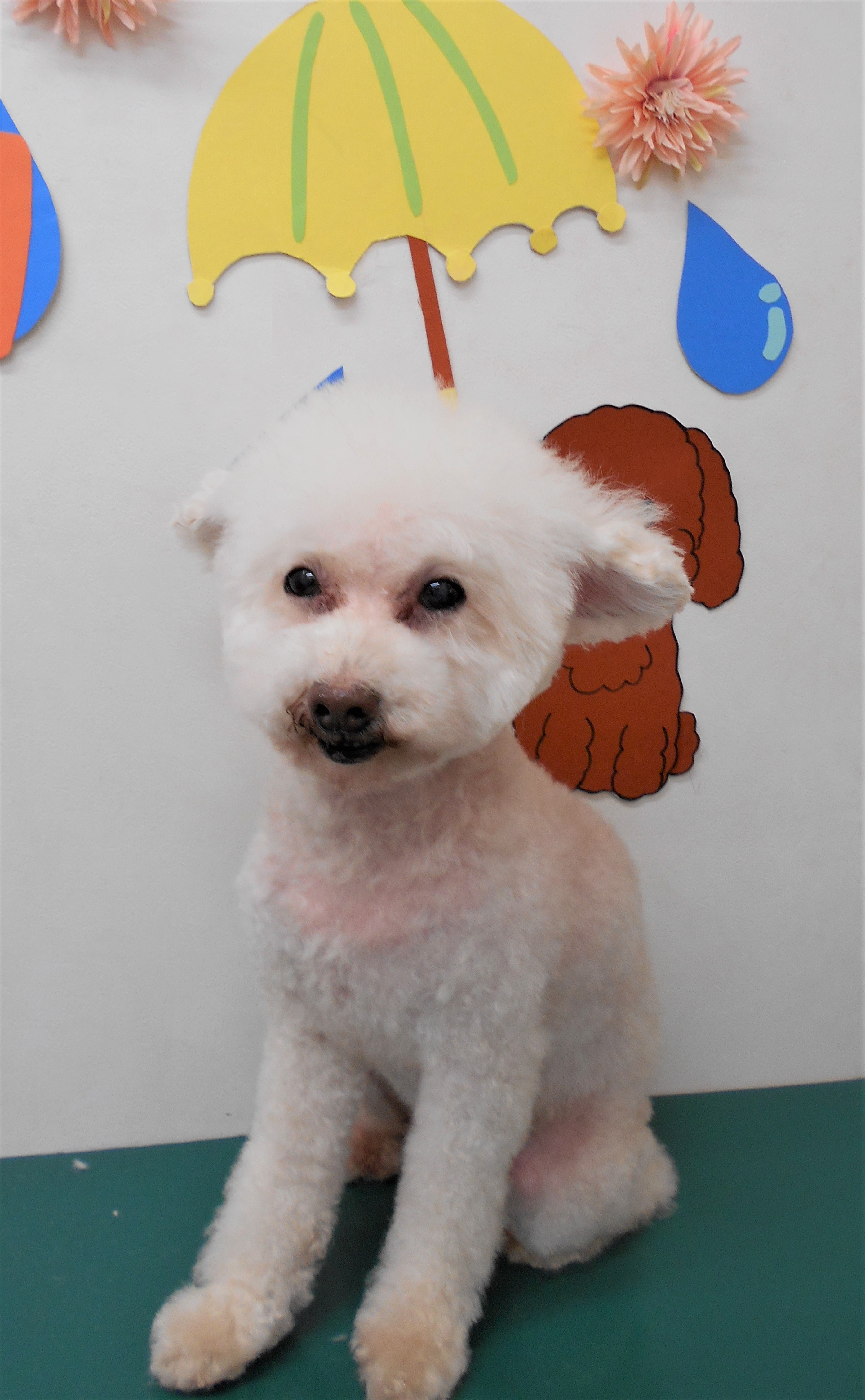 トリミングサロン シュシュどうぶつ病院からのお知らせ 2019-06-28