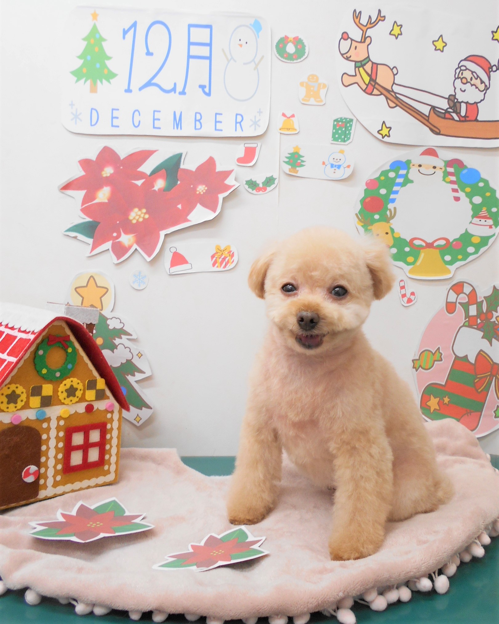 トリミングサロン シュシュどうぶつ病院からのお知らせ 2021-12-23