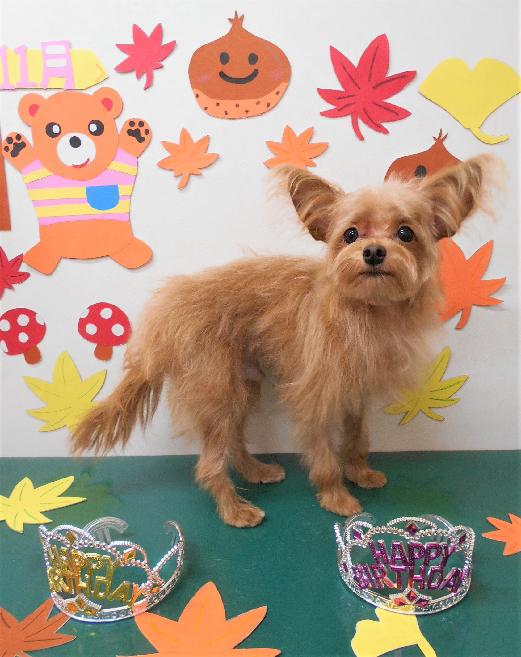トリミングサロン シュシュどうぶつ病院からのお知らせ 2019-11-24
