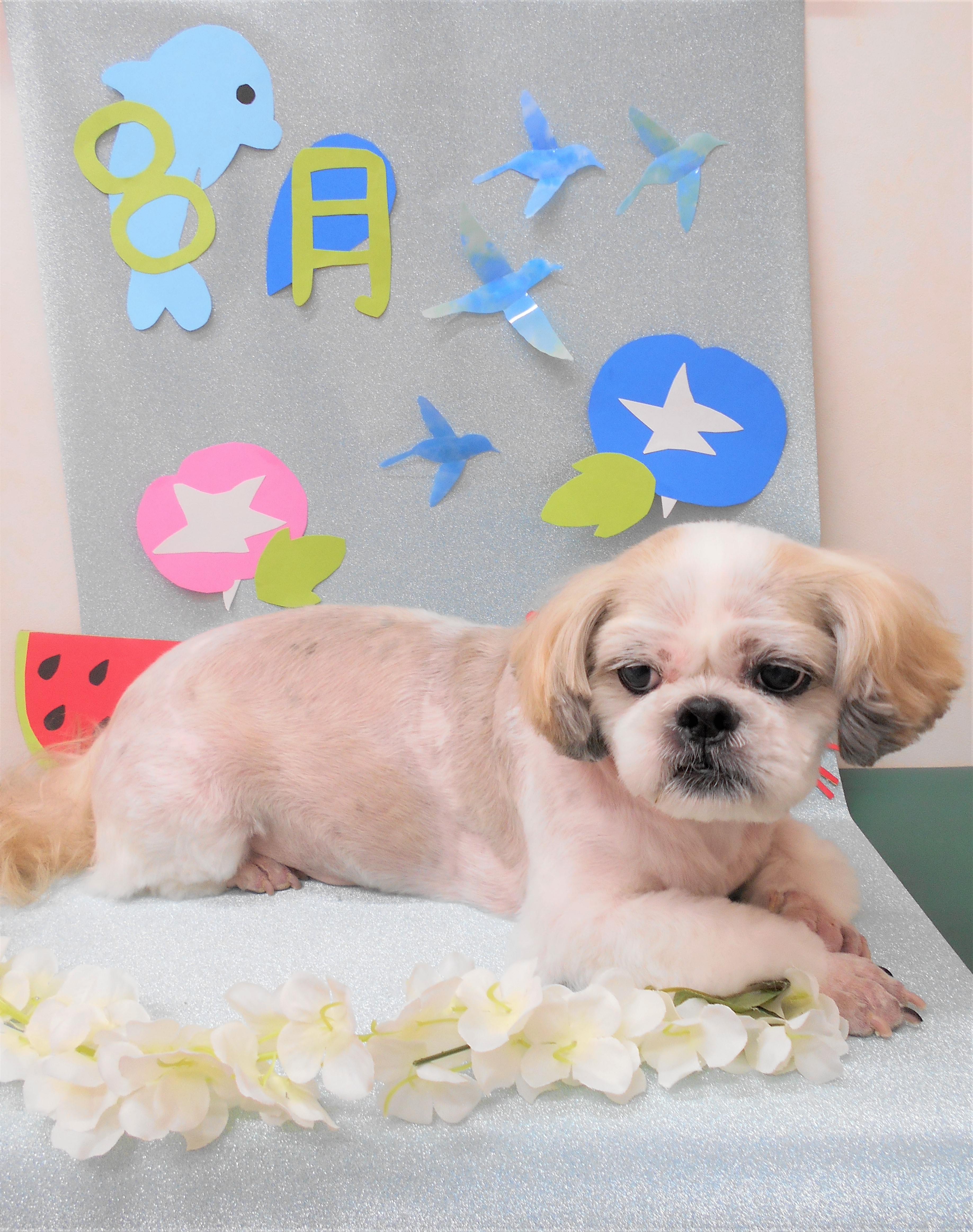 トリミングサロン シュシュどうぶつ病院からのお知らせ 2019-08-01