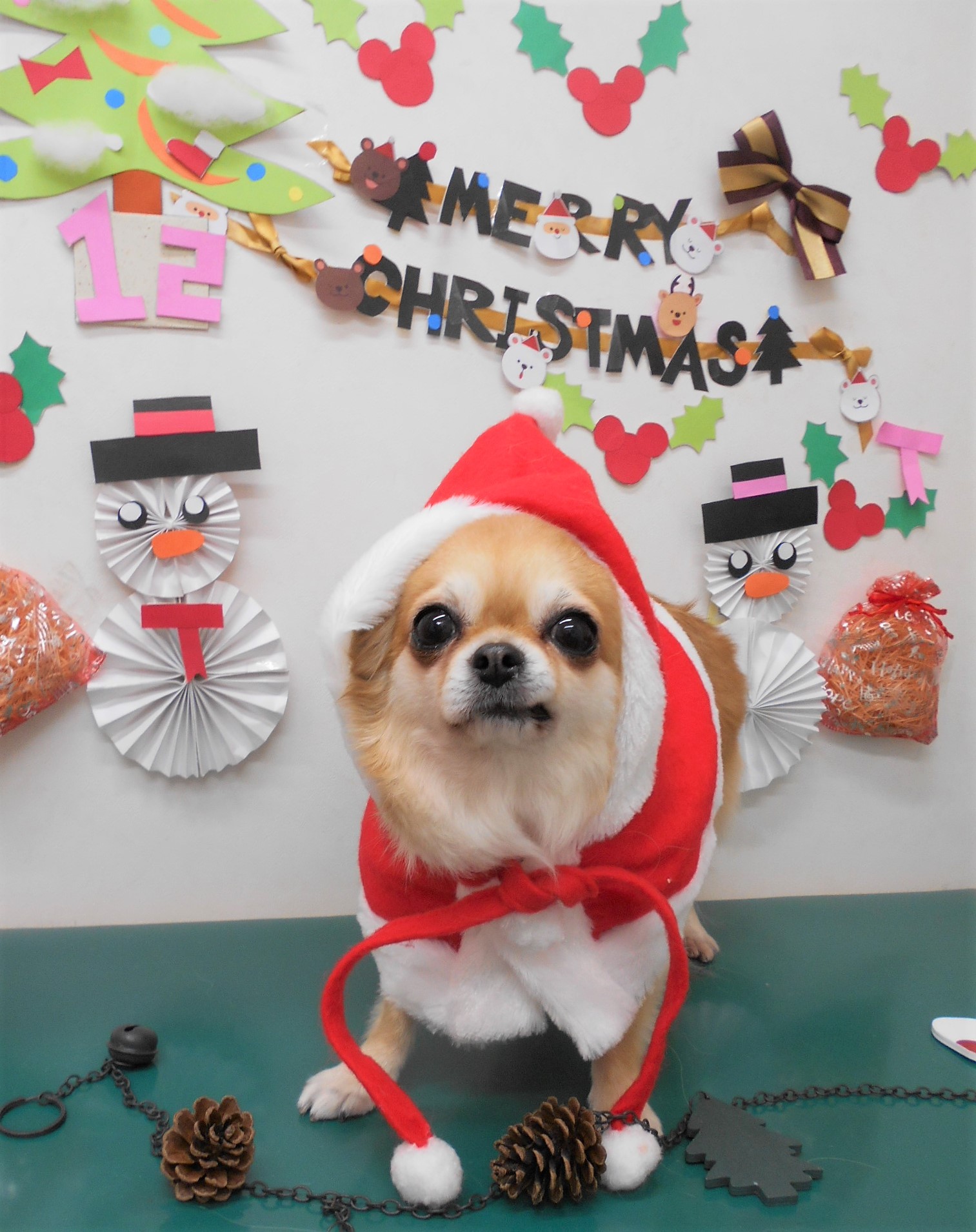 トリミングサロン シュシュどうぶつ病院からのお知らせ 2019-12-25