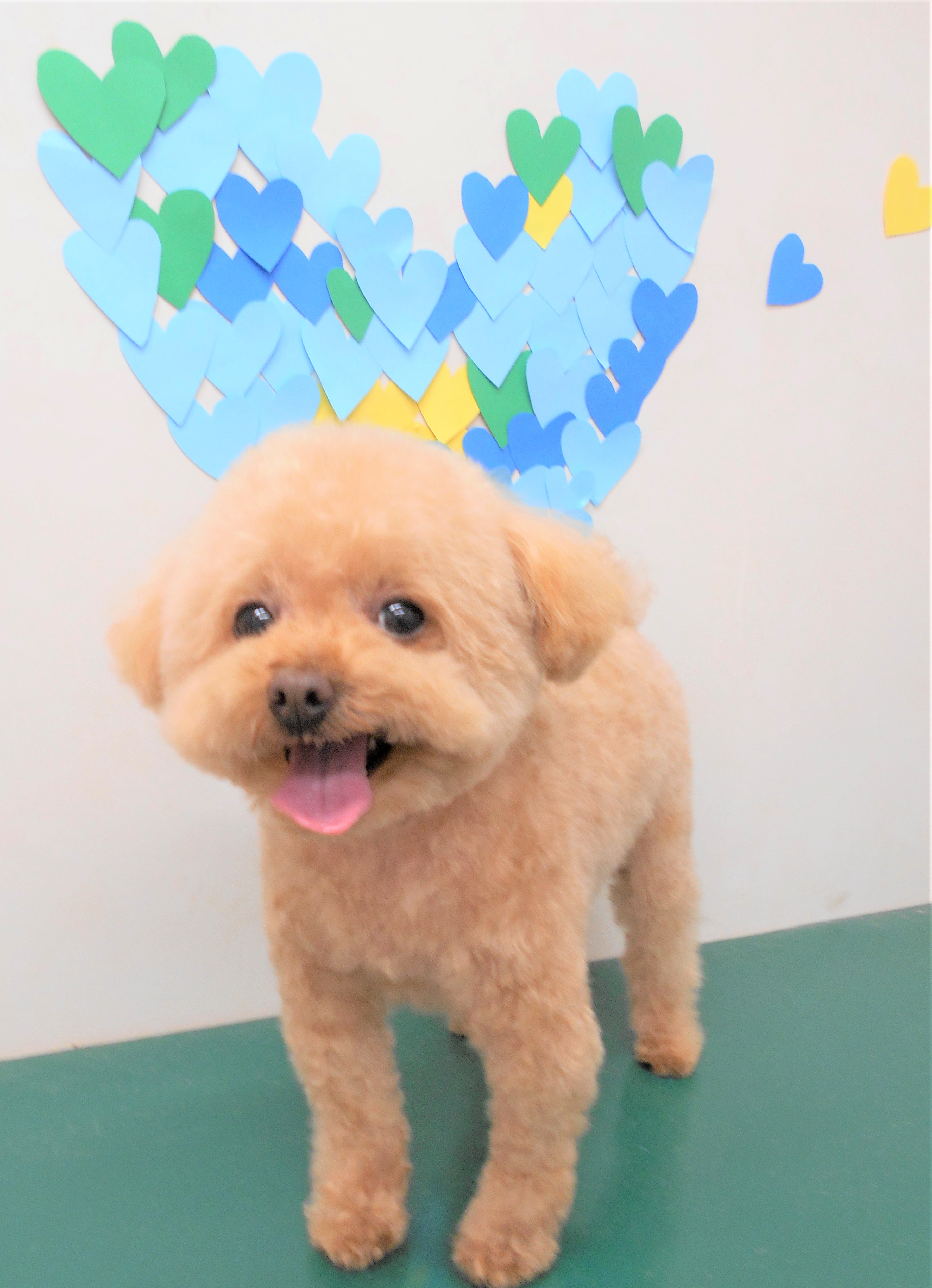 トリミングサロン シュシュどうぶつ病院からのお知らせ 2019-03-14