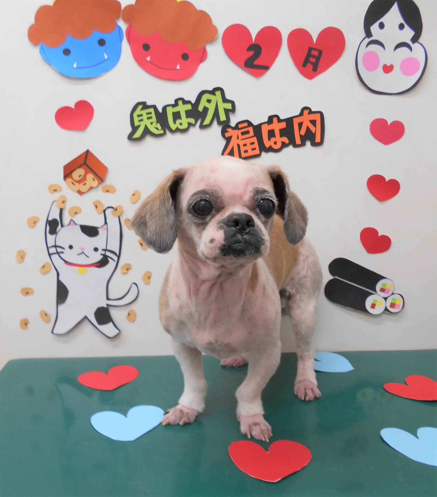 トリミングサロン シュシュどうぶつ病院からのお知らせ 2020-02-12