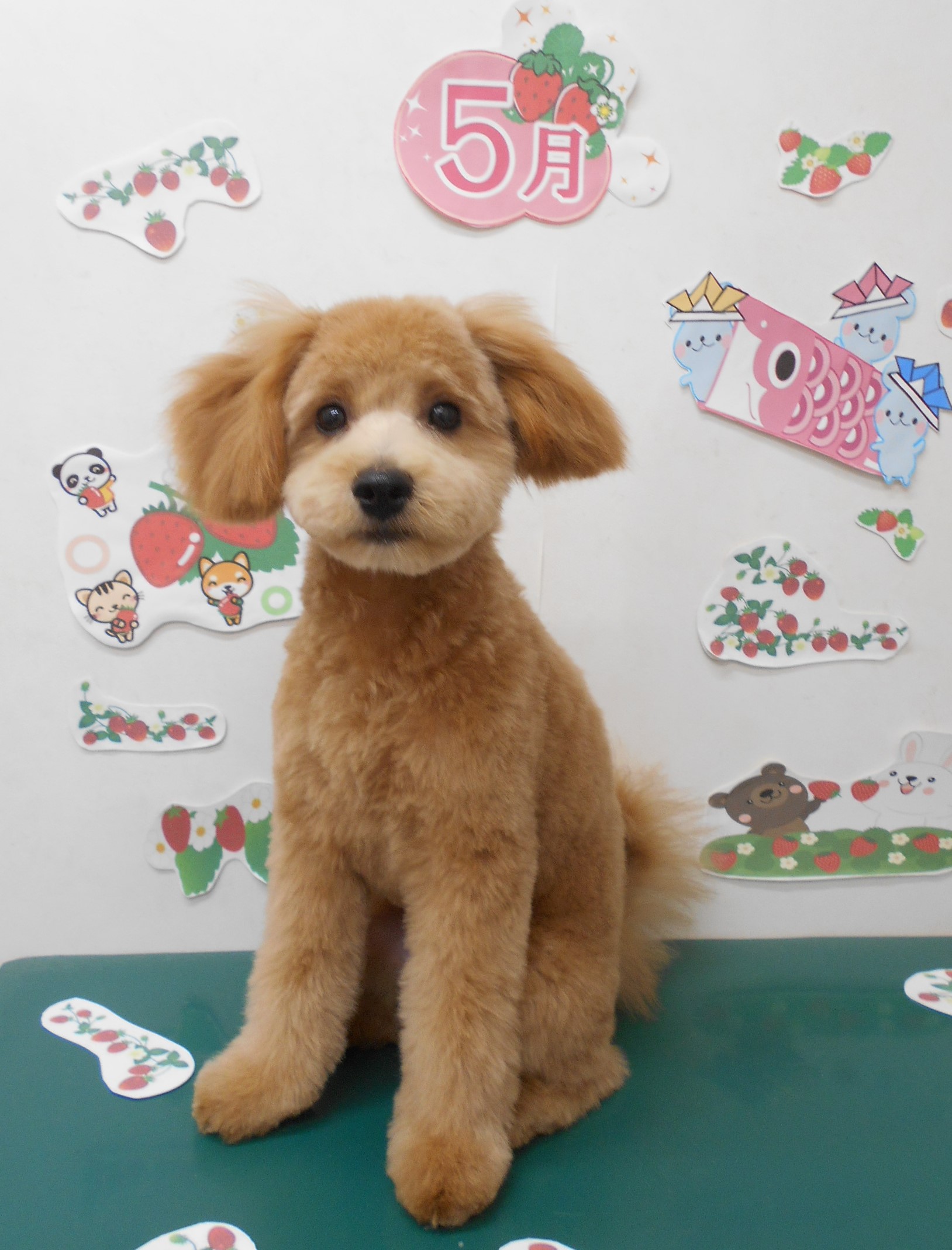 トリミングサロン シュシュどうぶつ病院からのお知らせ 2021-05-11