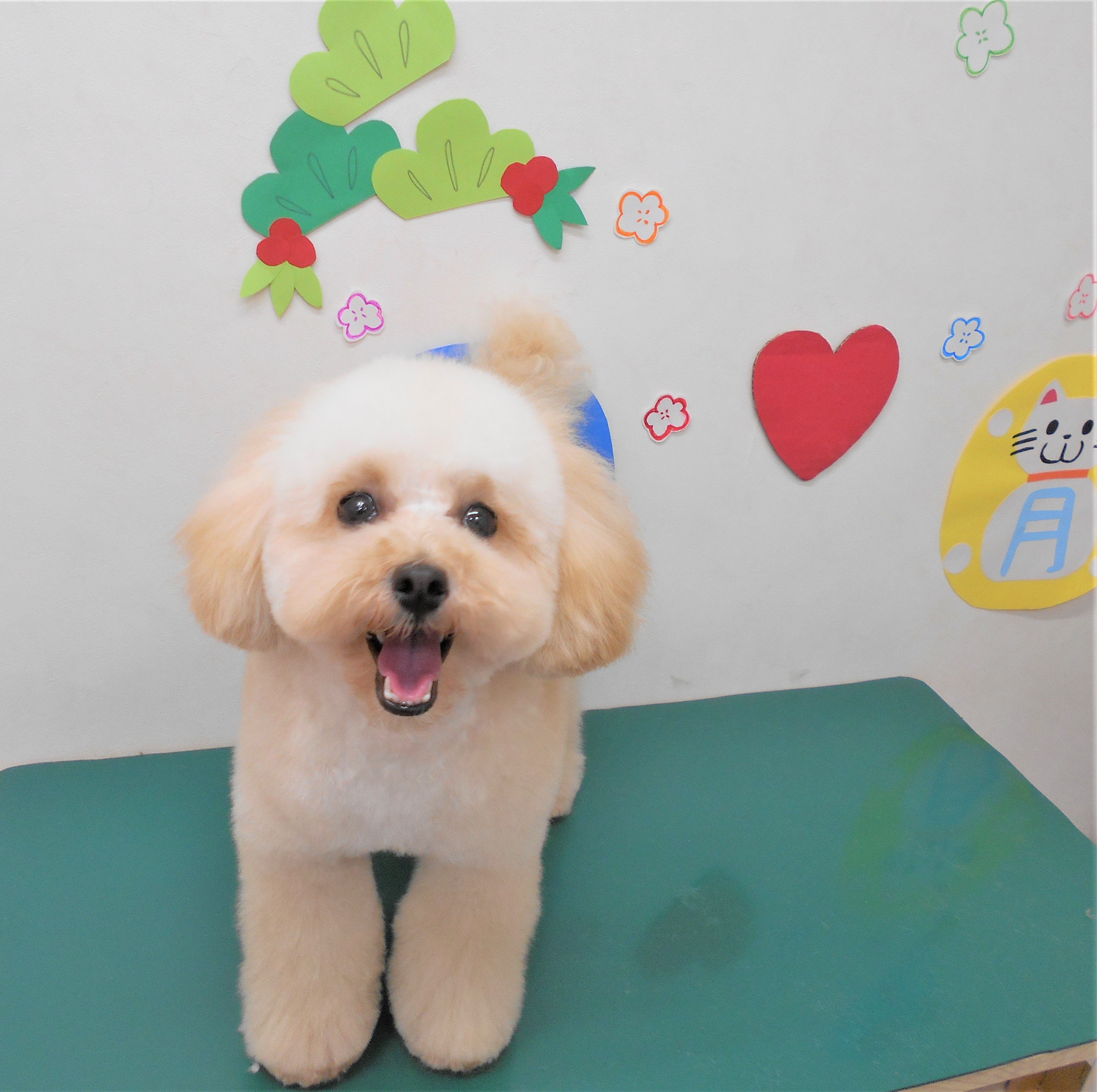 トリミングサロン シュシュどうぶつ病院からのお知らせ 2019-01-25