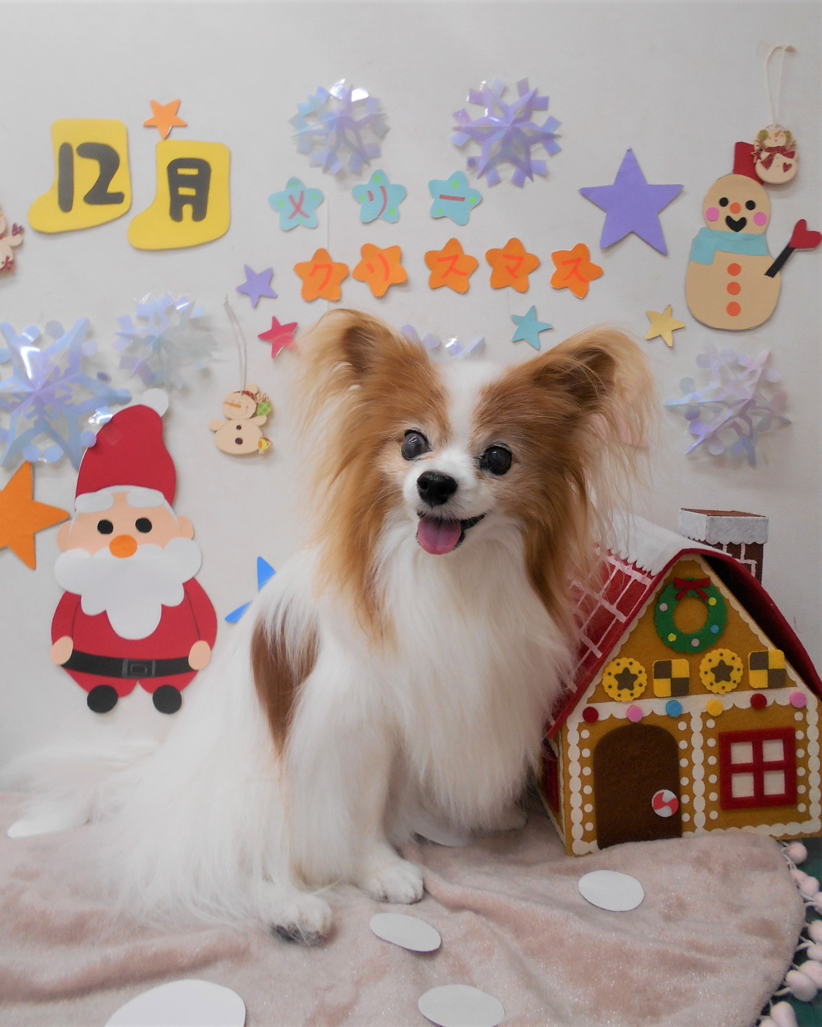 トリミングサロン シュシュどうぶつ病院からのお知らせ 2020-12-09