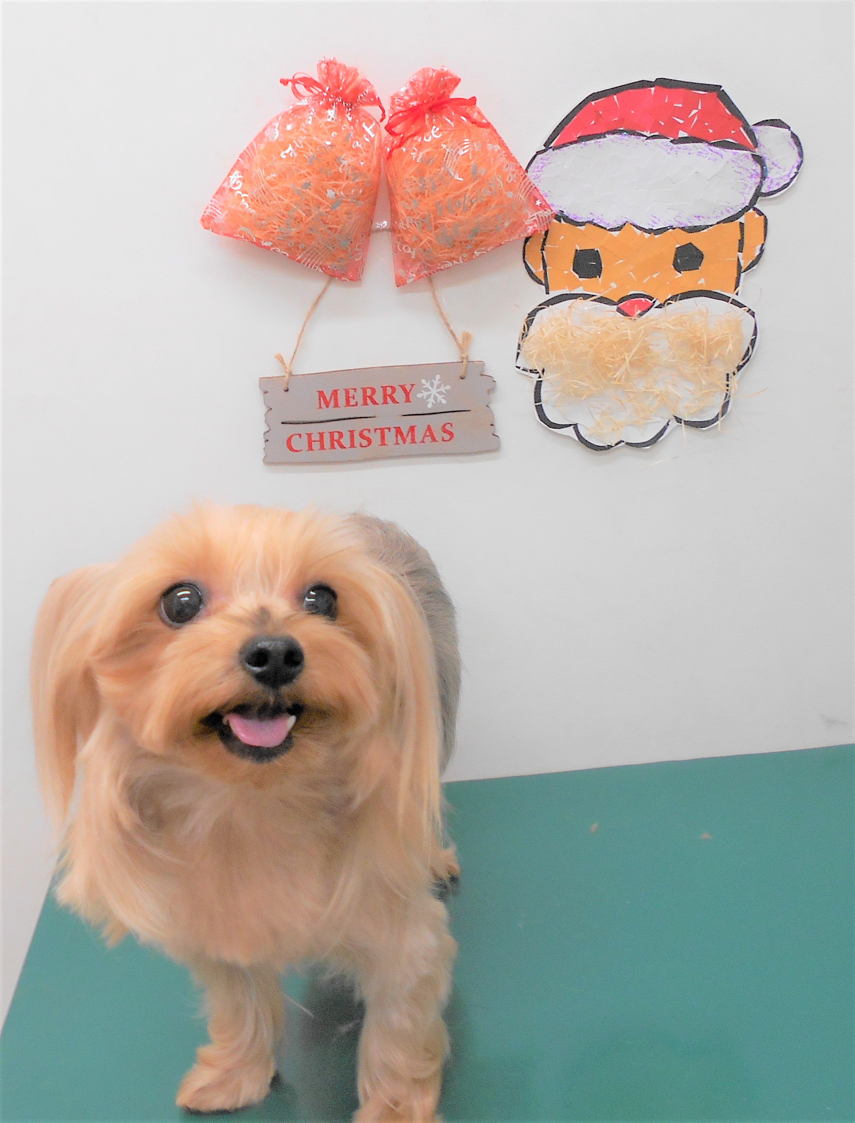 トリミングサロン シュシュどうぶつ病院からのお知らせ 2018-12-22