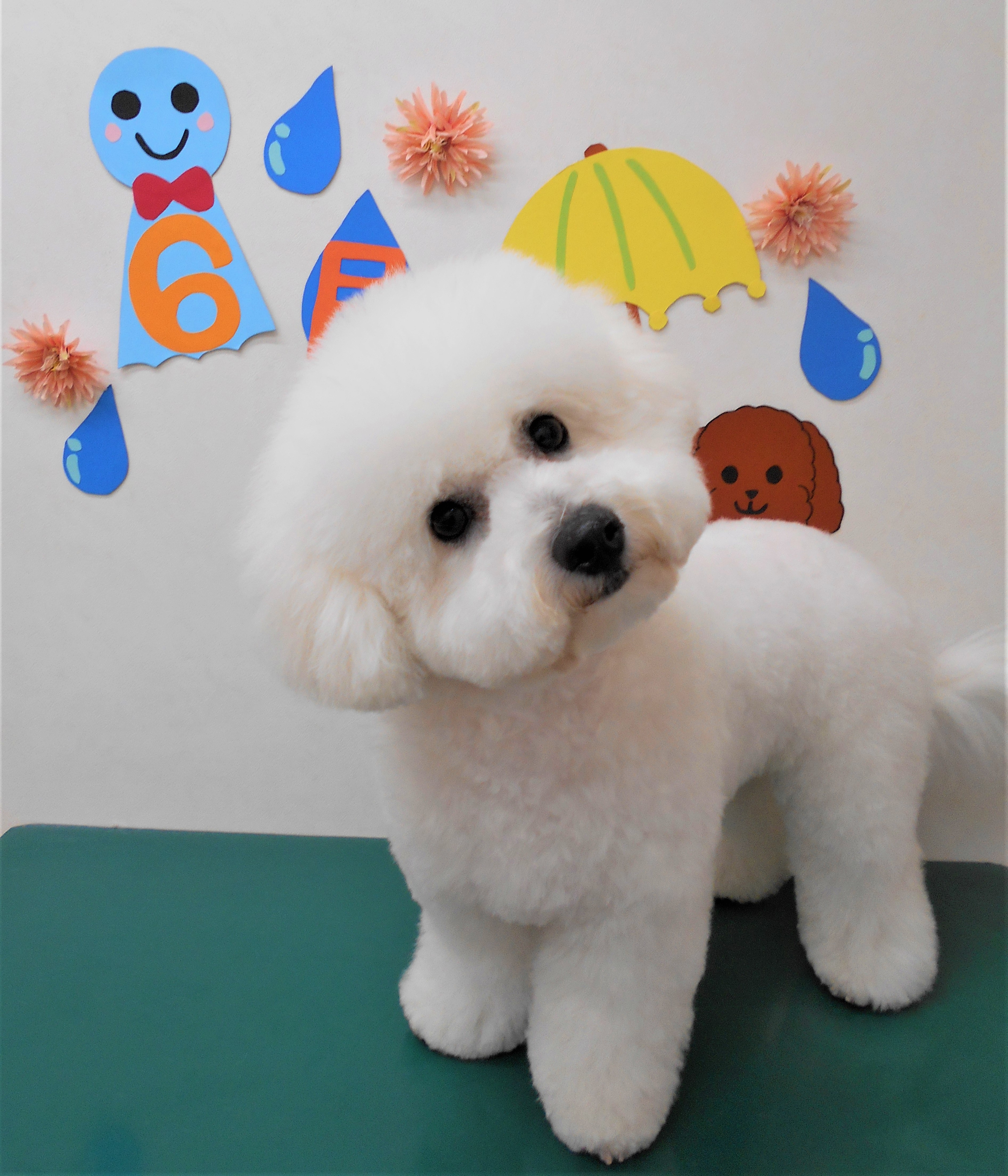 トリミングサロン シュシュどうぶつ病院からのお知らせ 2019-06-01