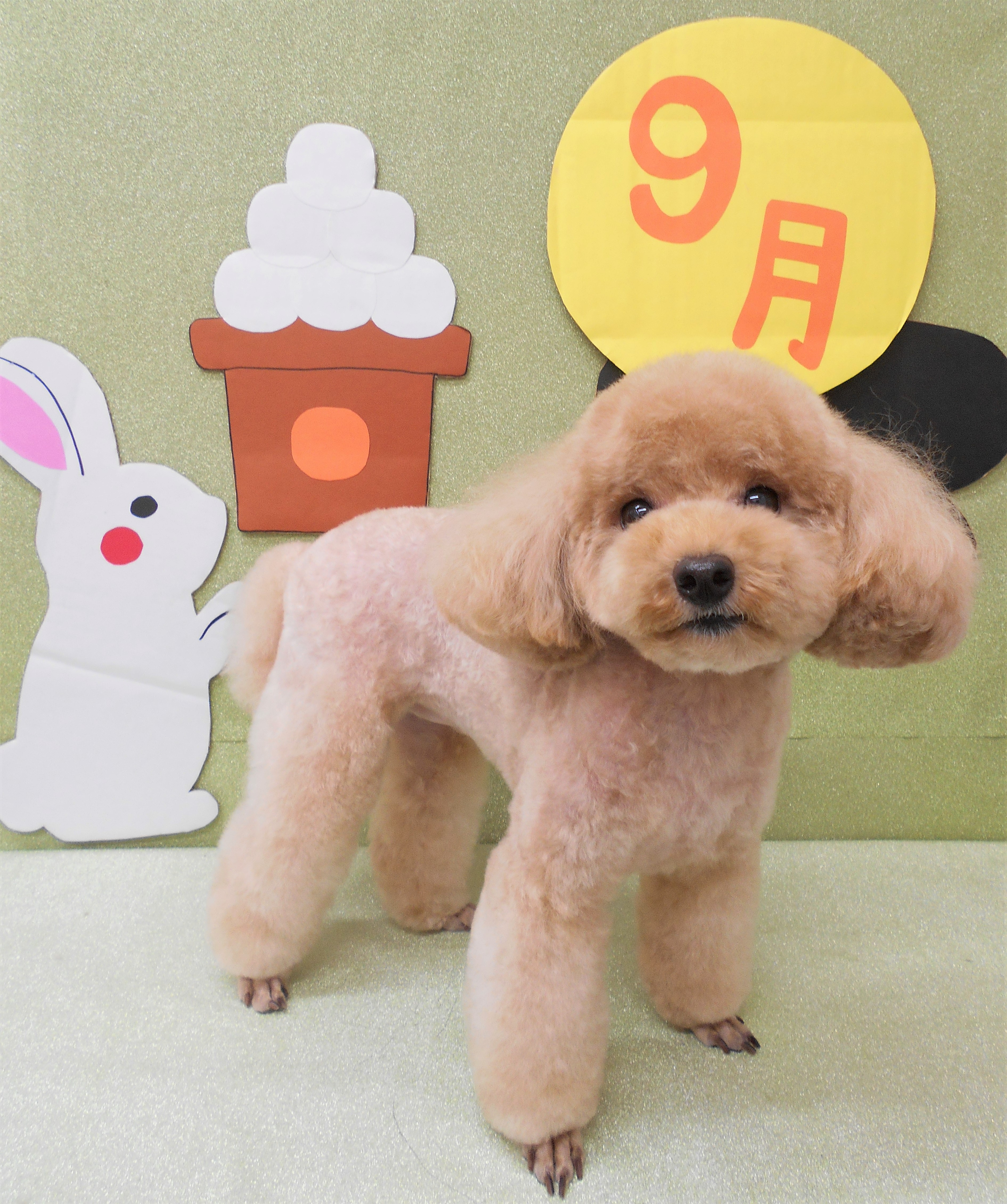 トリミングサロン シュシュどうぶつ病院からのお知らせ 2019-09-04