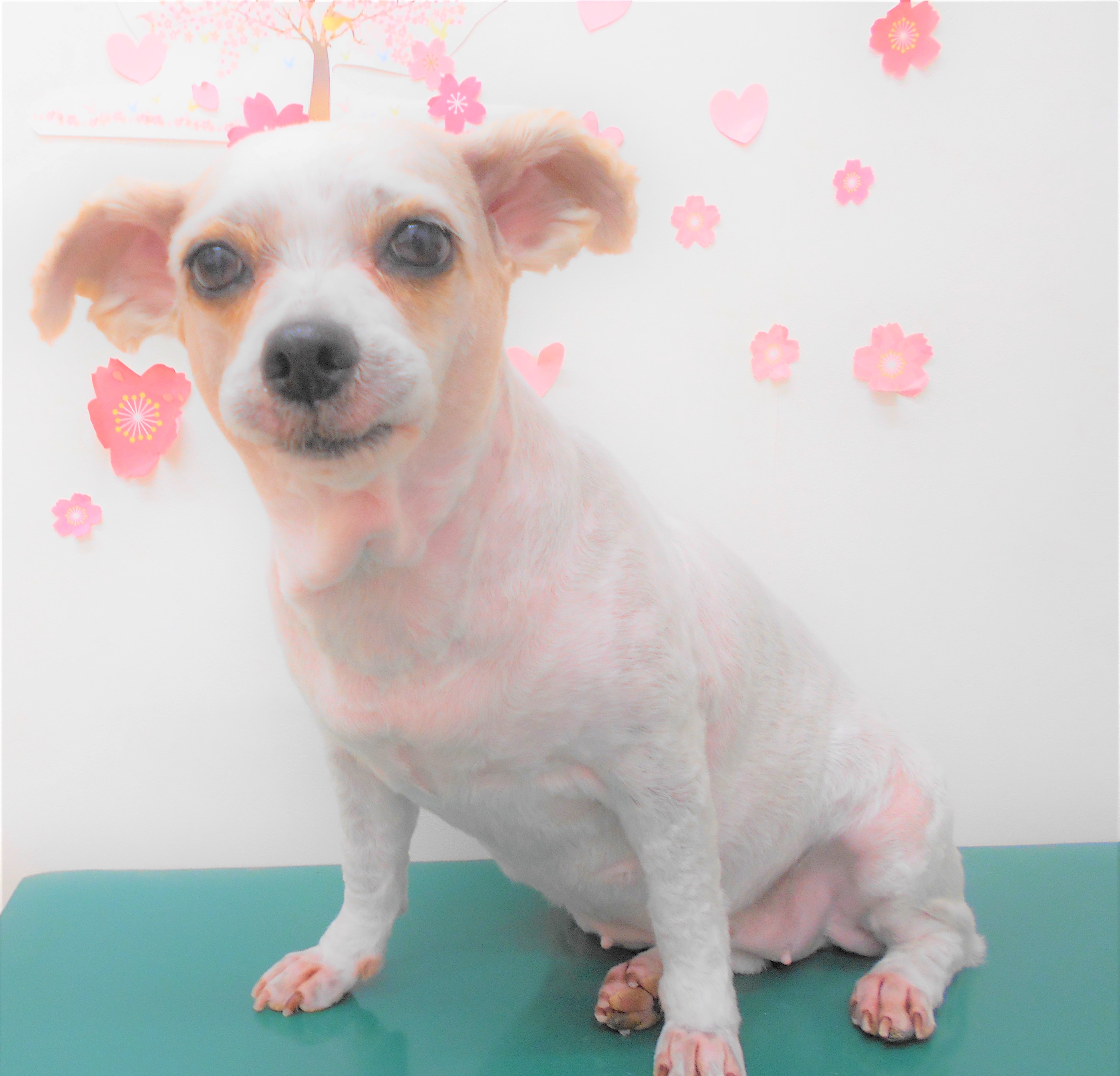トリミングサロン シュシュどうぶつ病院からのお知らせ 2019-04-25
