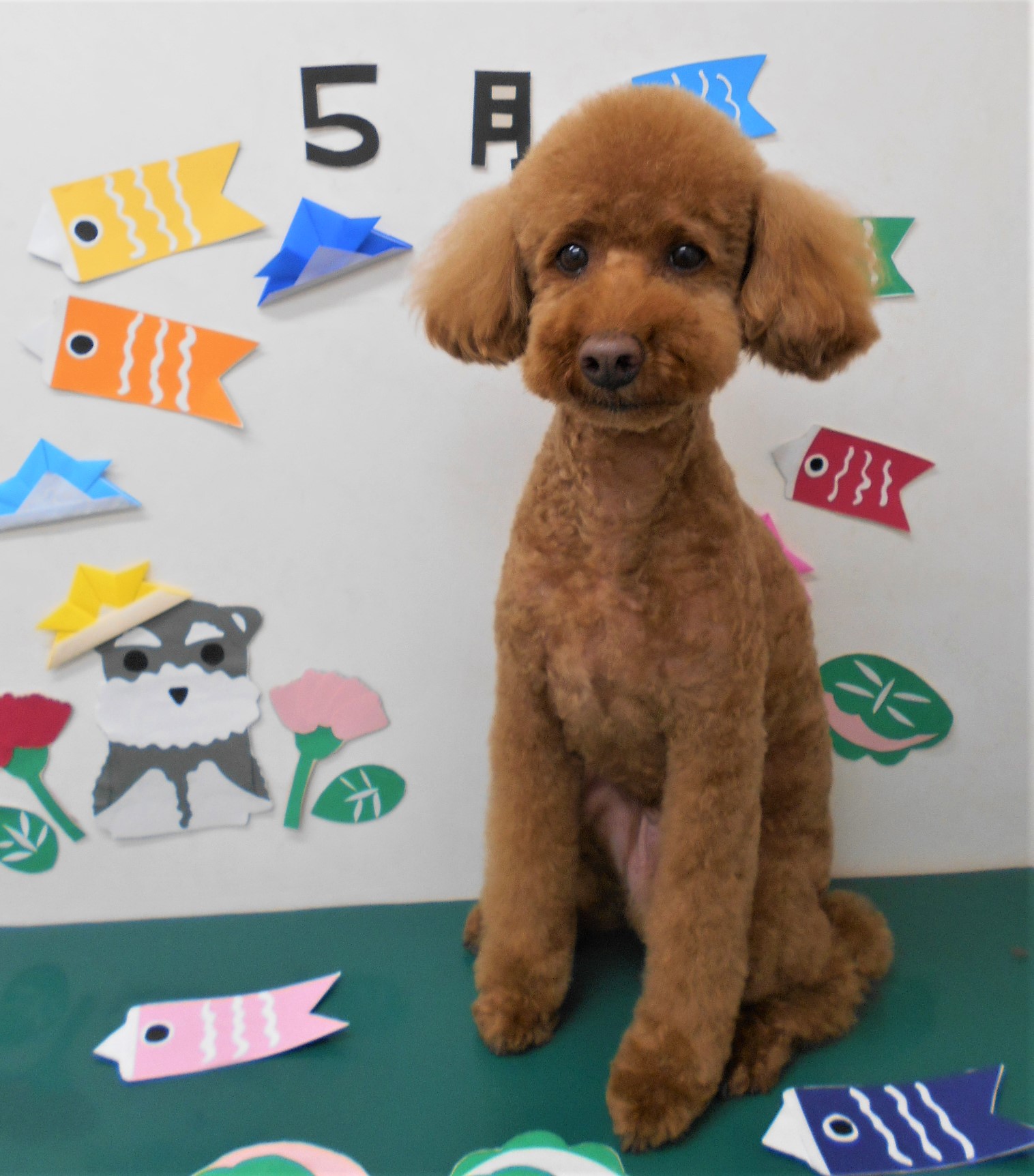トリミングサロン シュシュどうぶつ病院からのお知らせ 2020-05-10